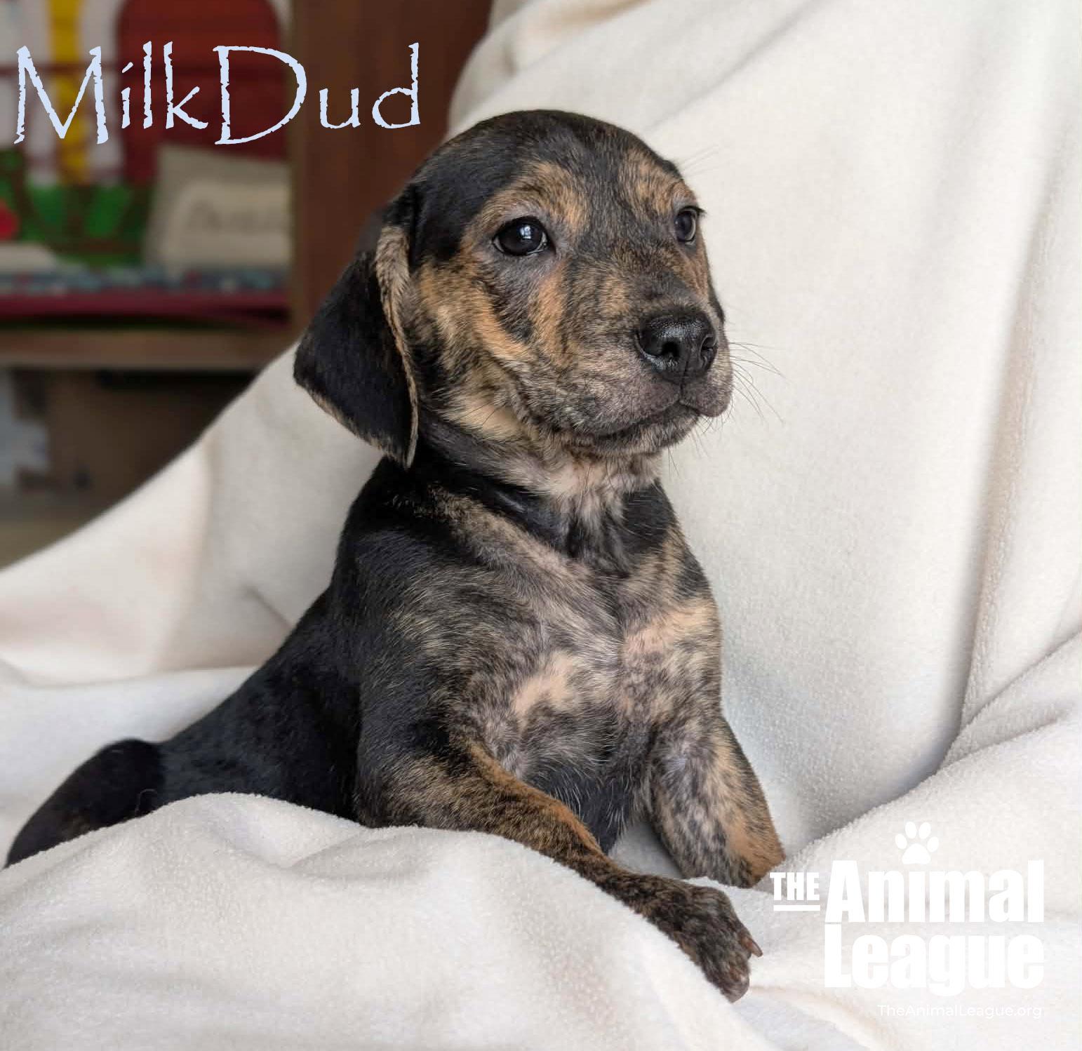 Enlarge MilkDud, a Adoptable mixed breed in Groveland, FL image 2/5
