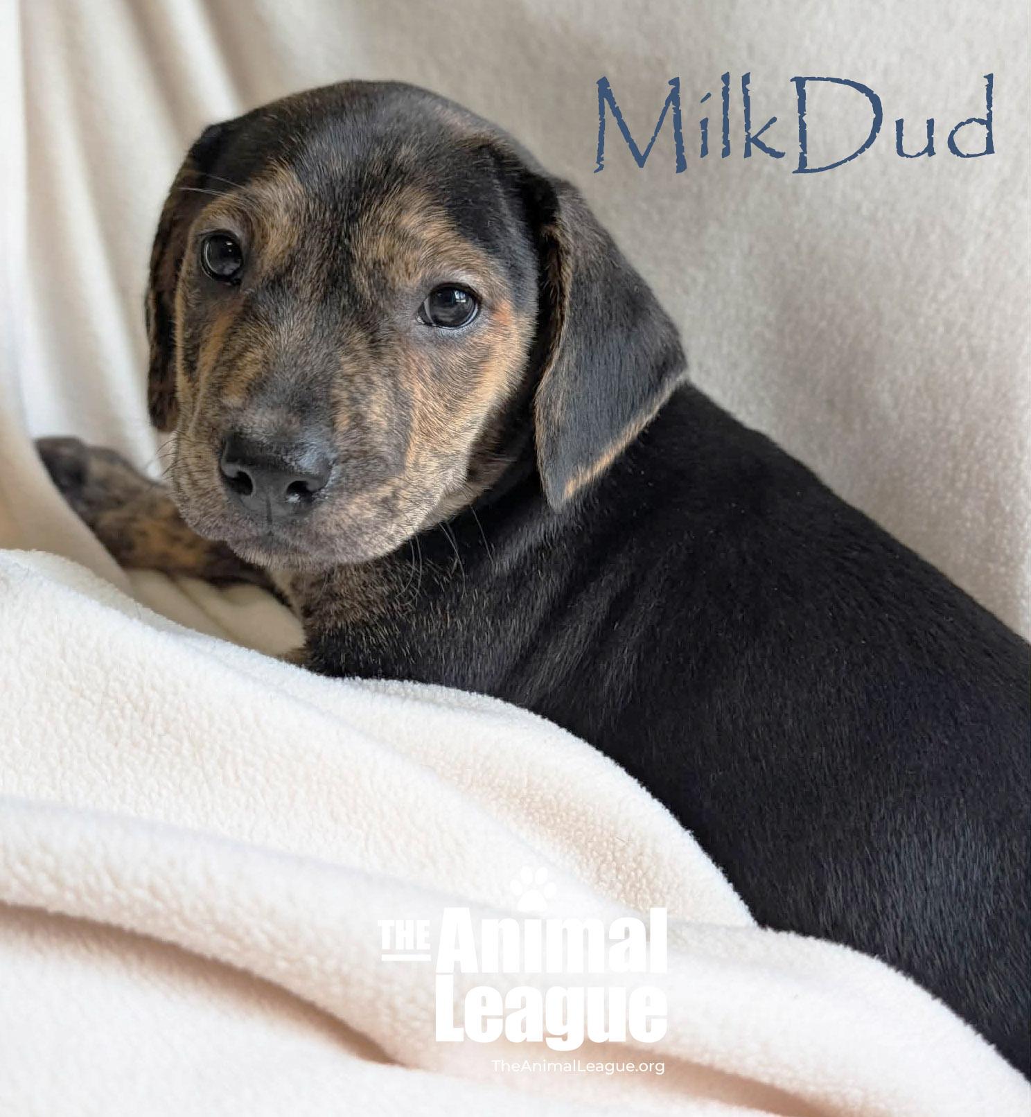 Enlarge MilkDud, a Adoptable mixed breed in Groveland, FL image 3/5