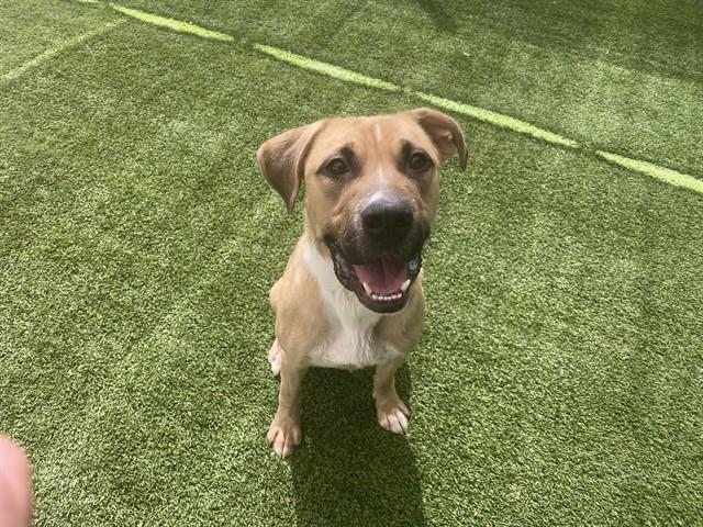 Enlarge BILBO, a Adoptable American Staffordshire Terrier in Garland, TX image 1/1