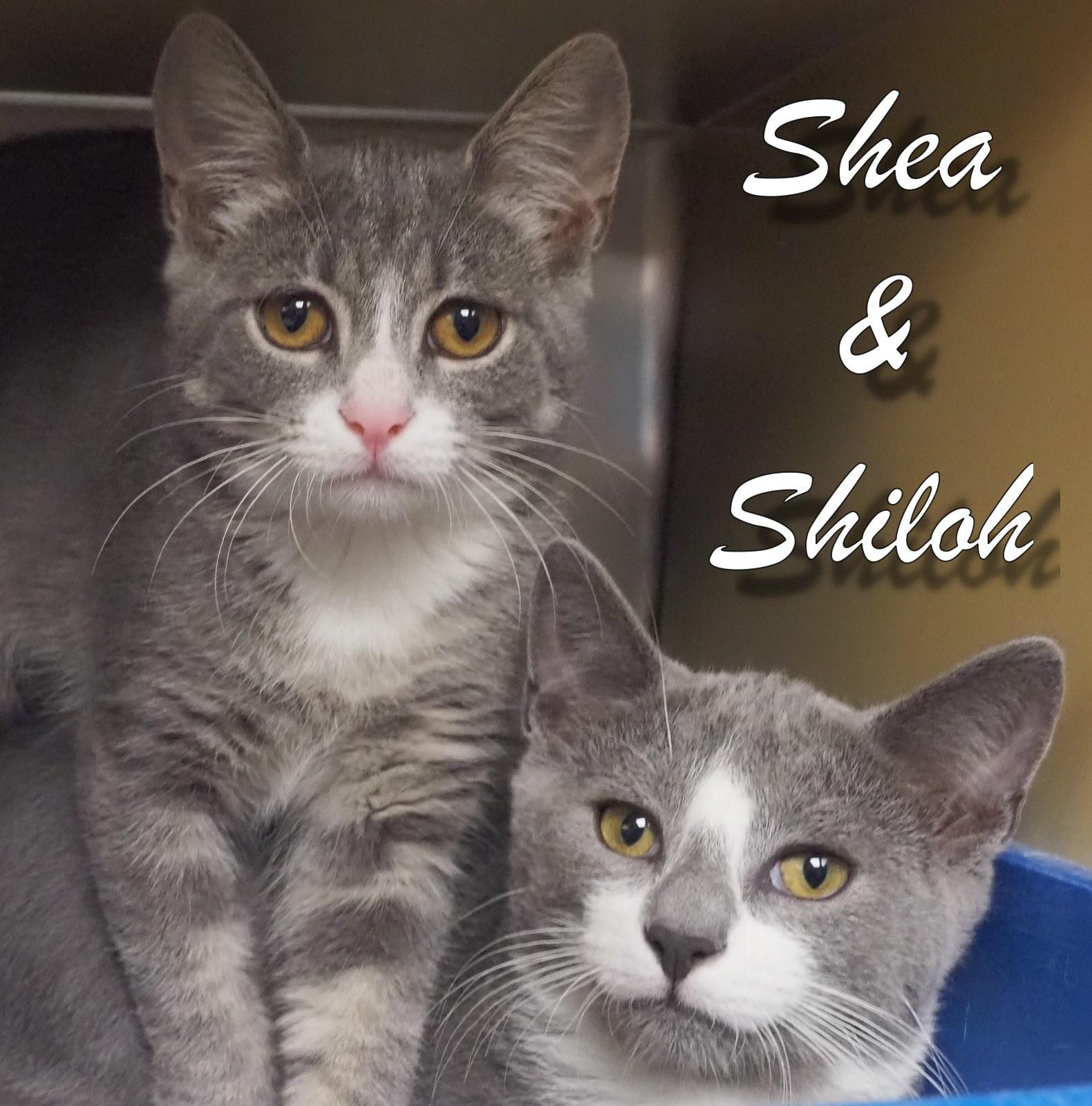 Shiloh & Shea (Bro/Sis)