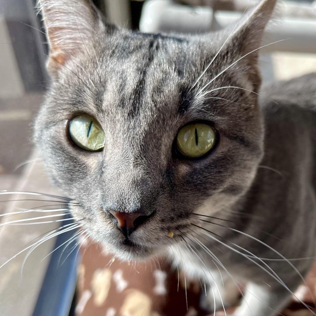 Flounder, Adoptable, Senior Male Domestic Short Hair.