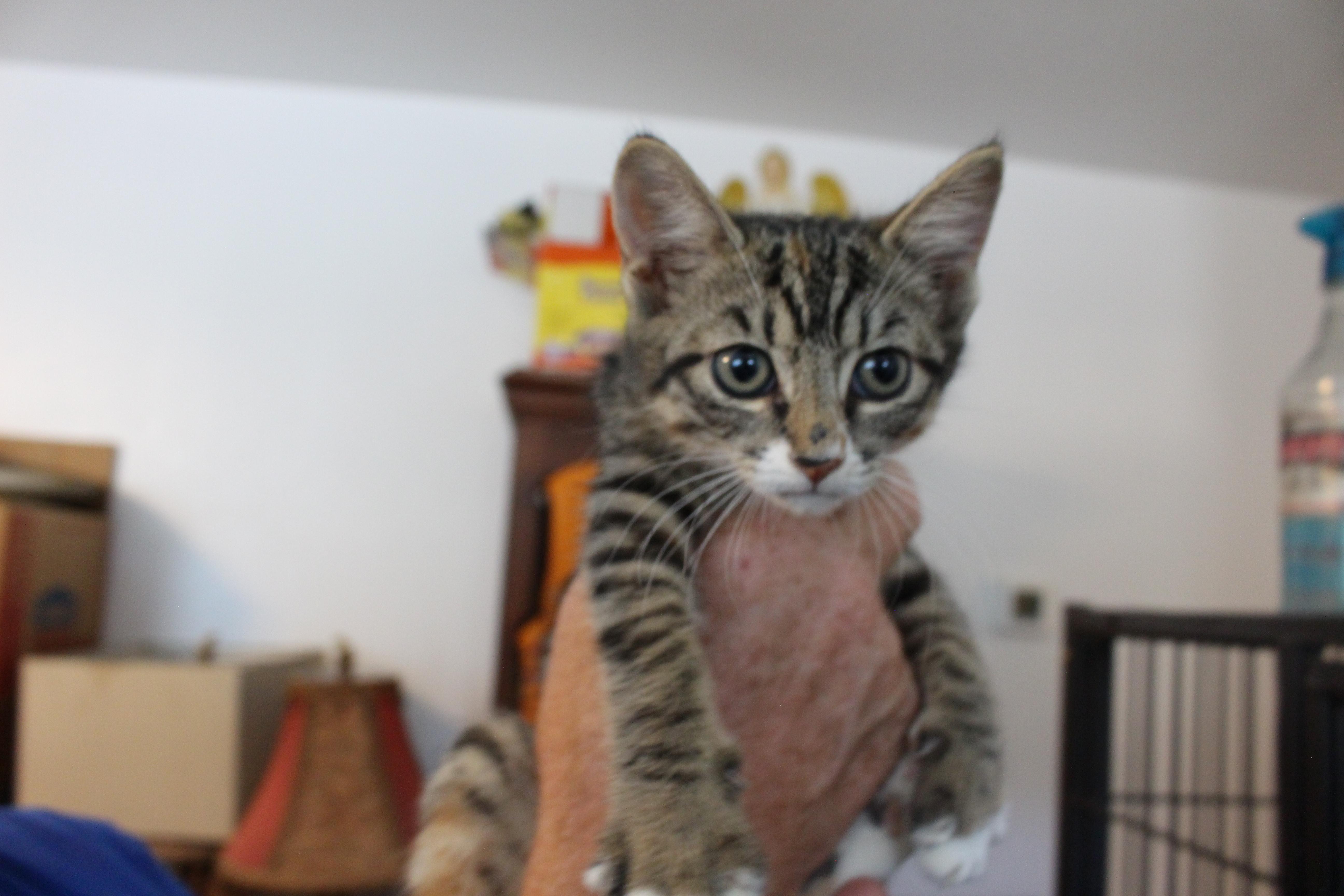 0701-2605, adopted, Kitten Female Domestic Short Hair.
