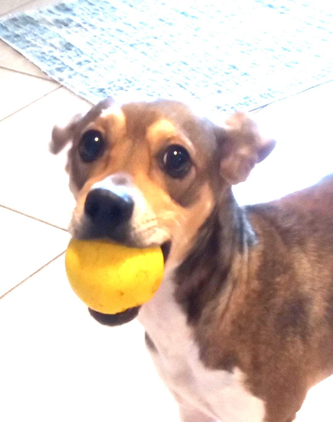 Enlarge Georgie Girl (Let's PLAY BALL!!), a Adopted mixed breed in Silsbee, TX image 2/5