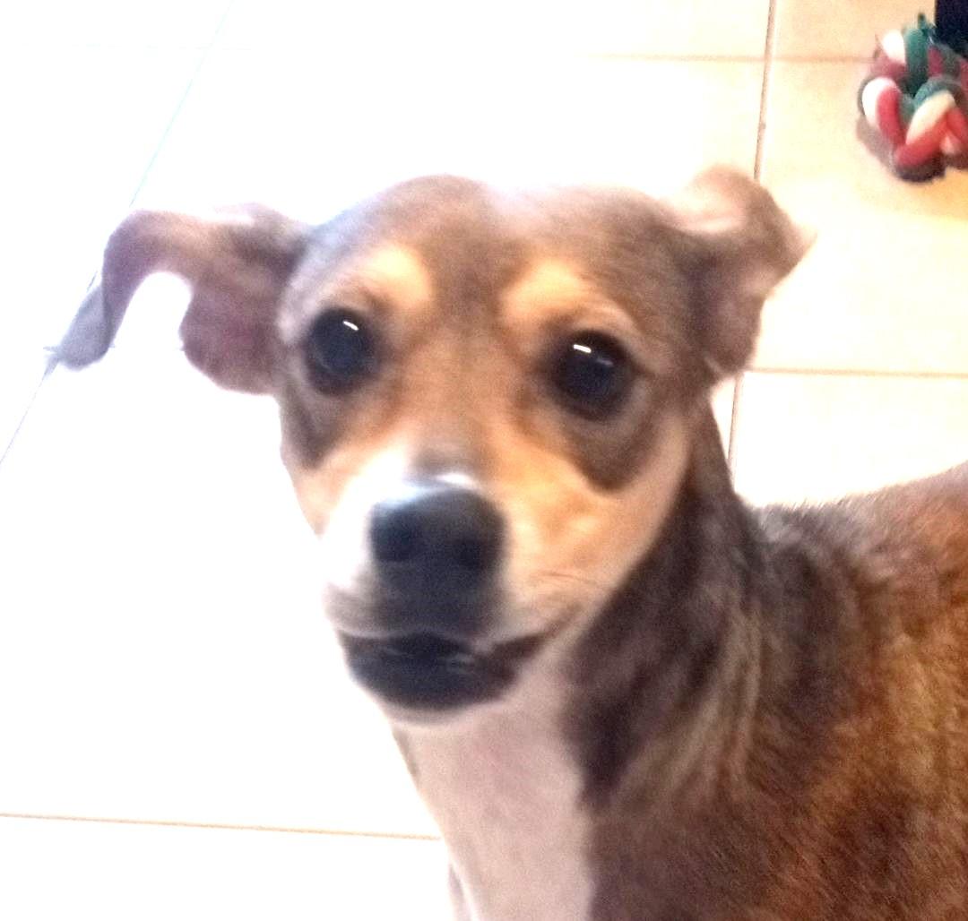 Enlarge Georgie Girl (Let's PLAY BALL!!), a Adopted mixed breed in Silsbee, TX image 3/5