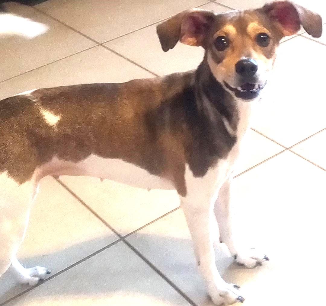 Enlarge Georgie Girl (Let's PLAY BALL!!), a Adopted mixed breed in Silsbee, TX image 4/5