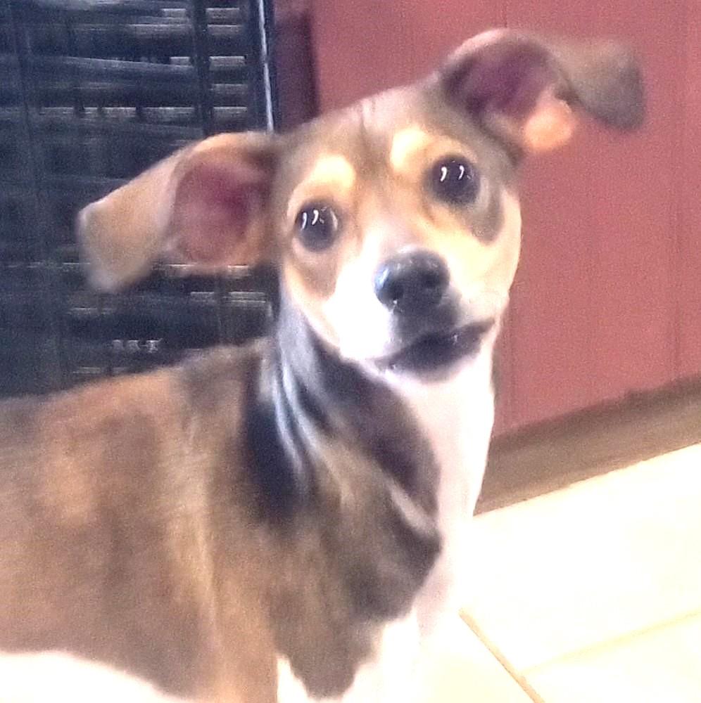 Enlarge Georgie Girl (Let's PLAY BALL!!), a Adopted mixed breed in Silsbee, TX image 1/5