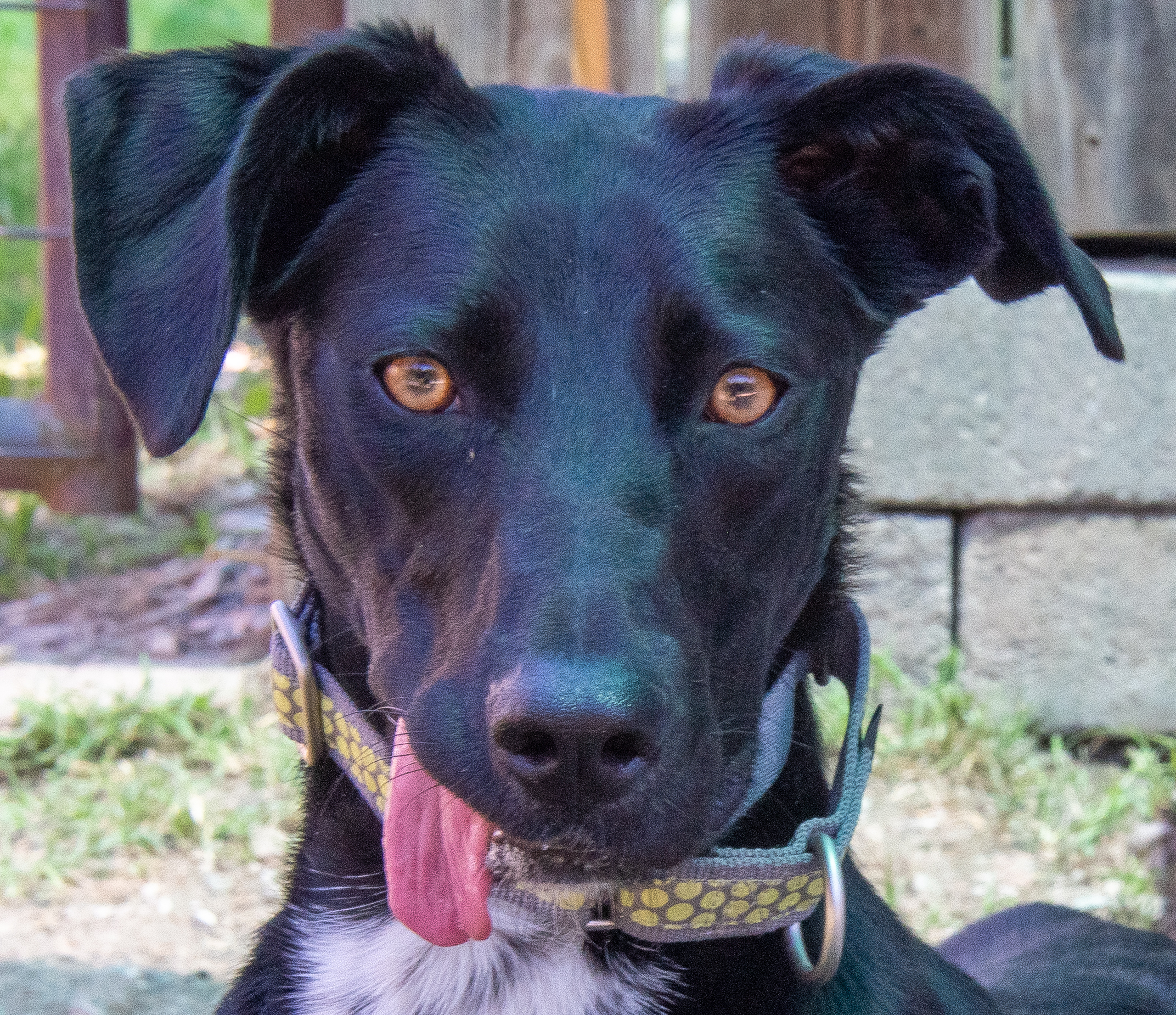 Stormy, an adopted Black Labrador Retriever in Midlothian, VA image 1/4