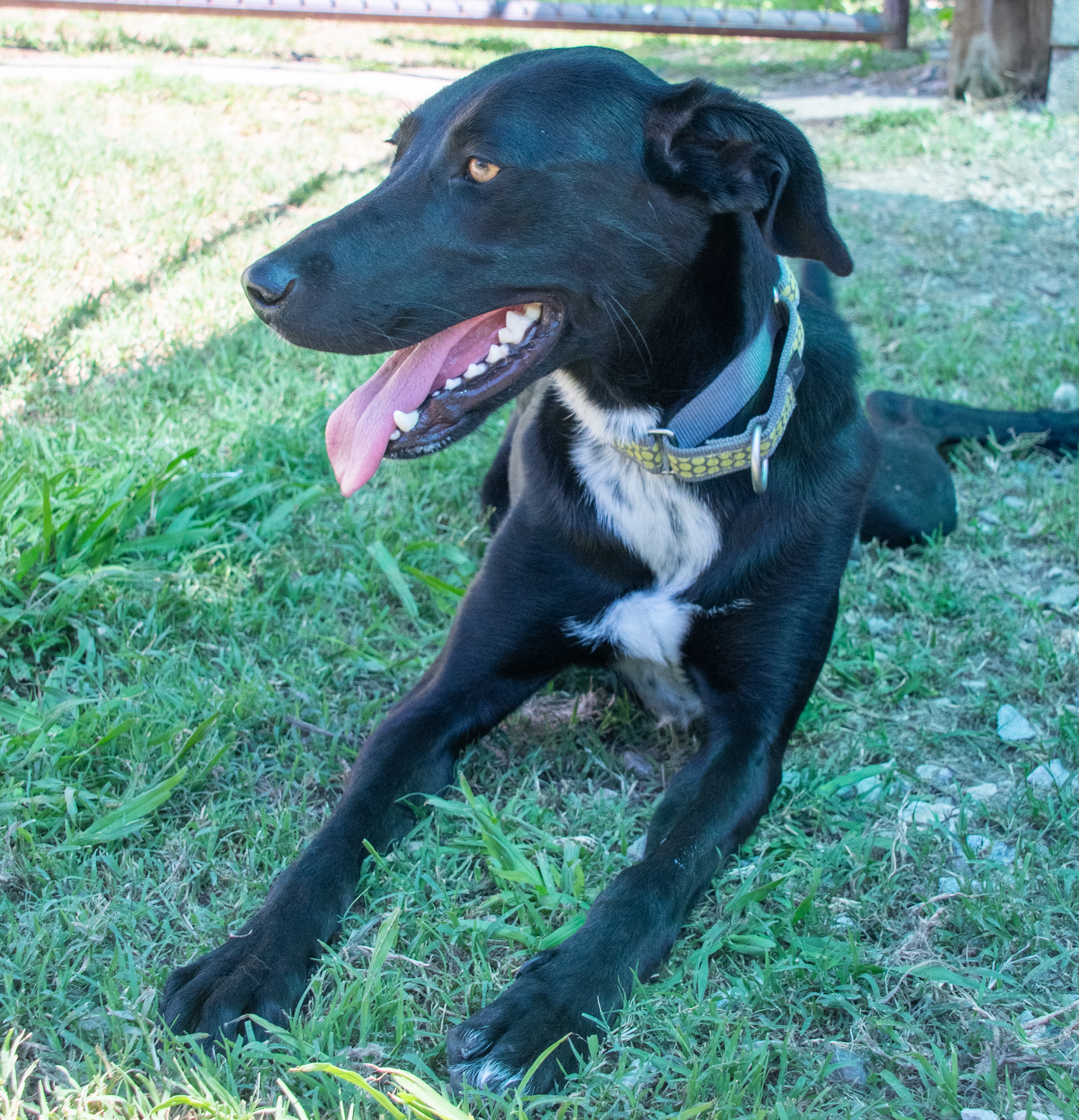Stormy, an adopted Black Labrador Retriever in Midlothian, VA image 2/4