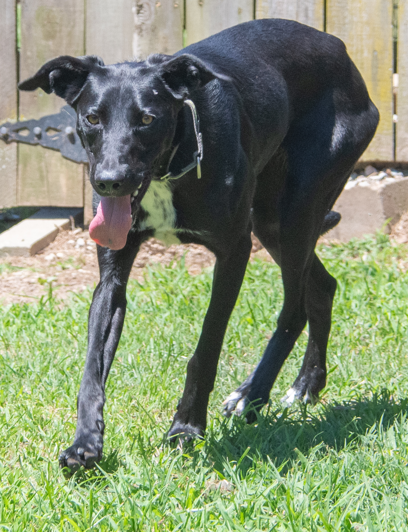Stormy, an adopted Black Labrador Retriever in Midlothian, VA image 3/4
