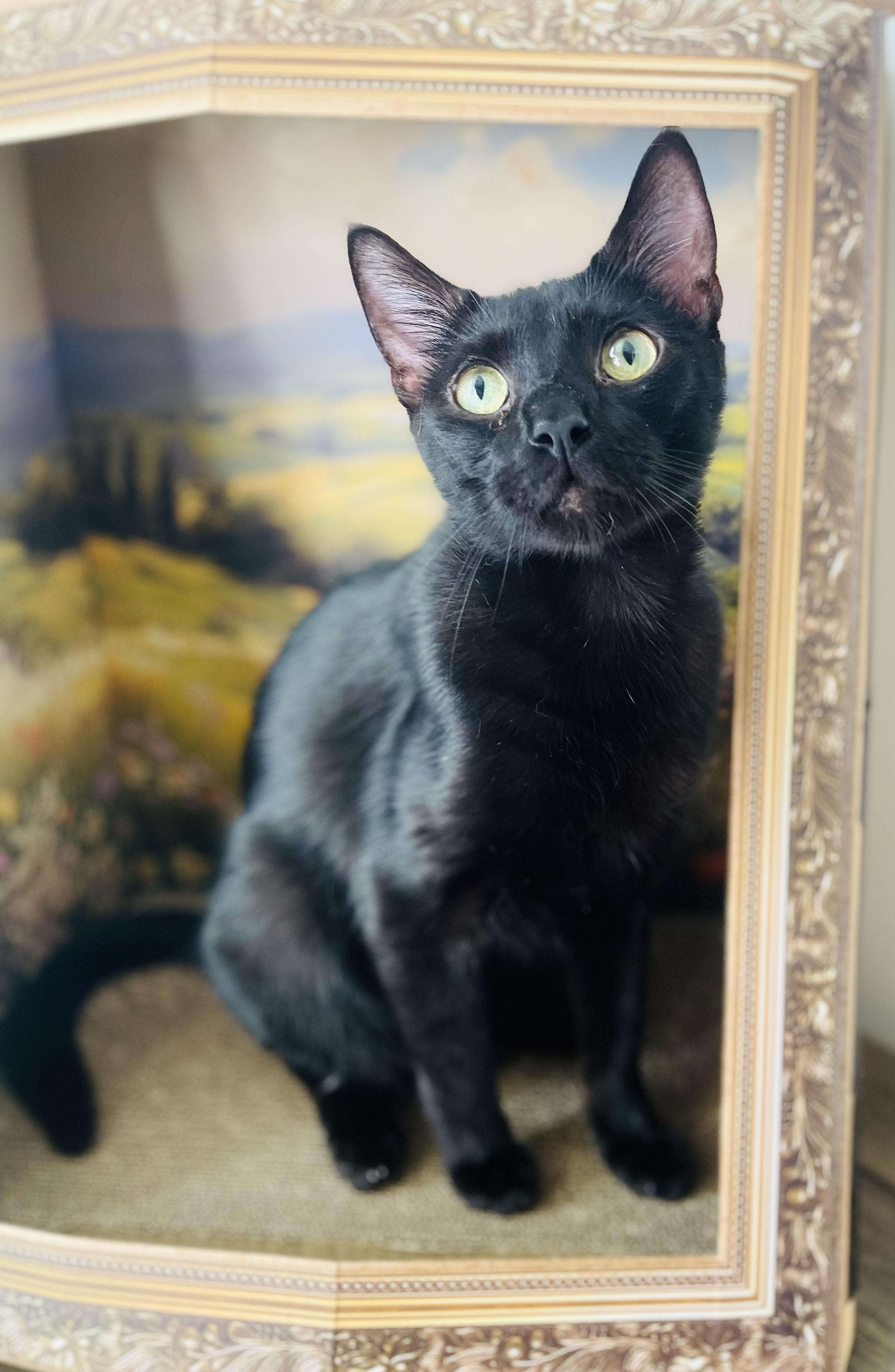 Bear, Adoptable, Young Male American Shorthair.