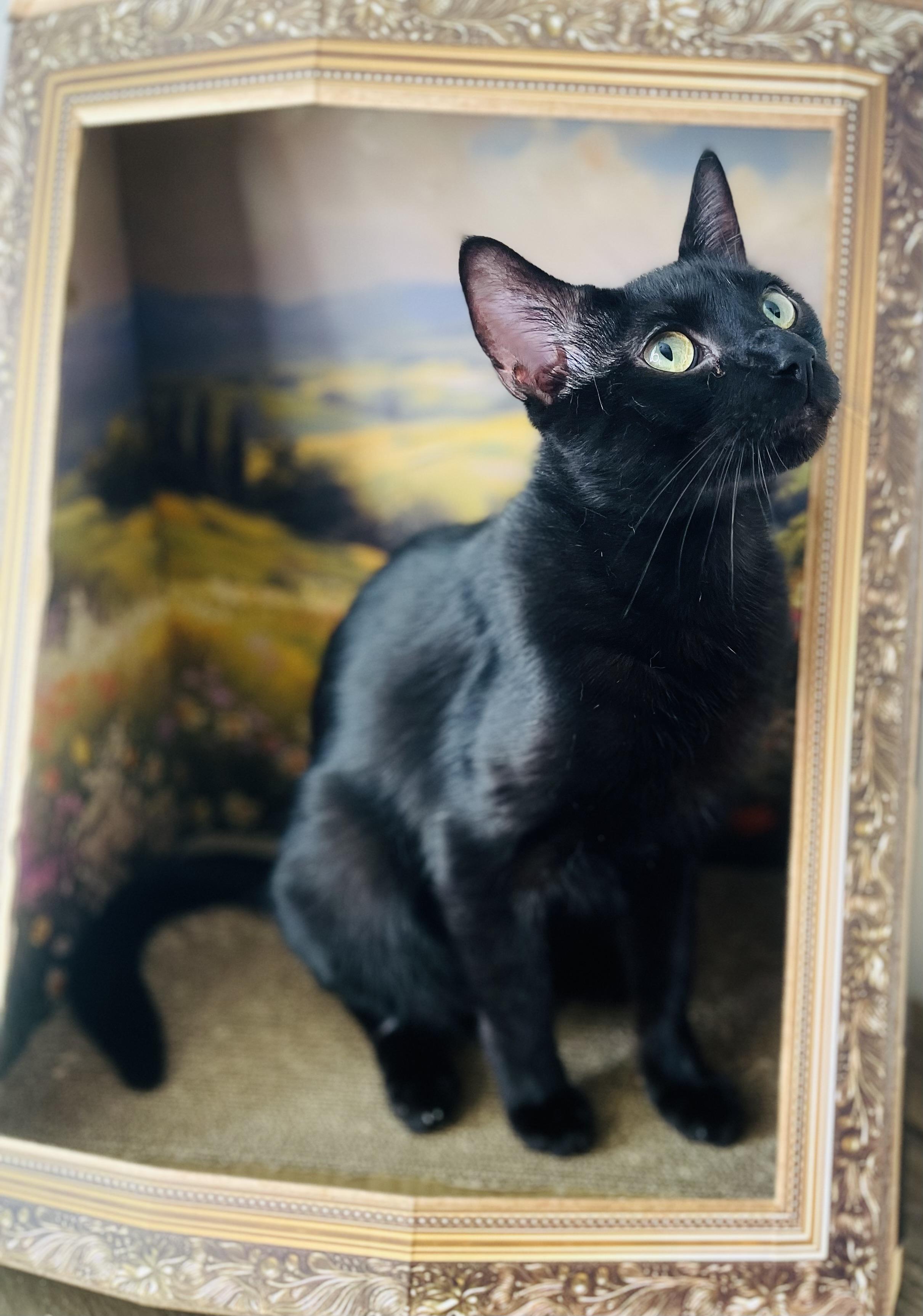 Bear, a Adoptable American Shorthair in Fort Pierce, FL image 2/4