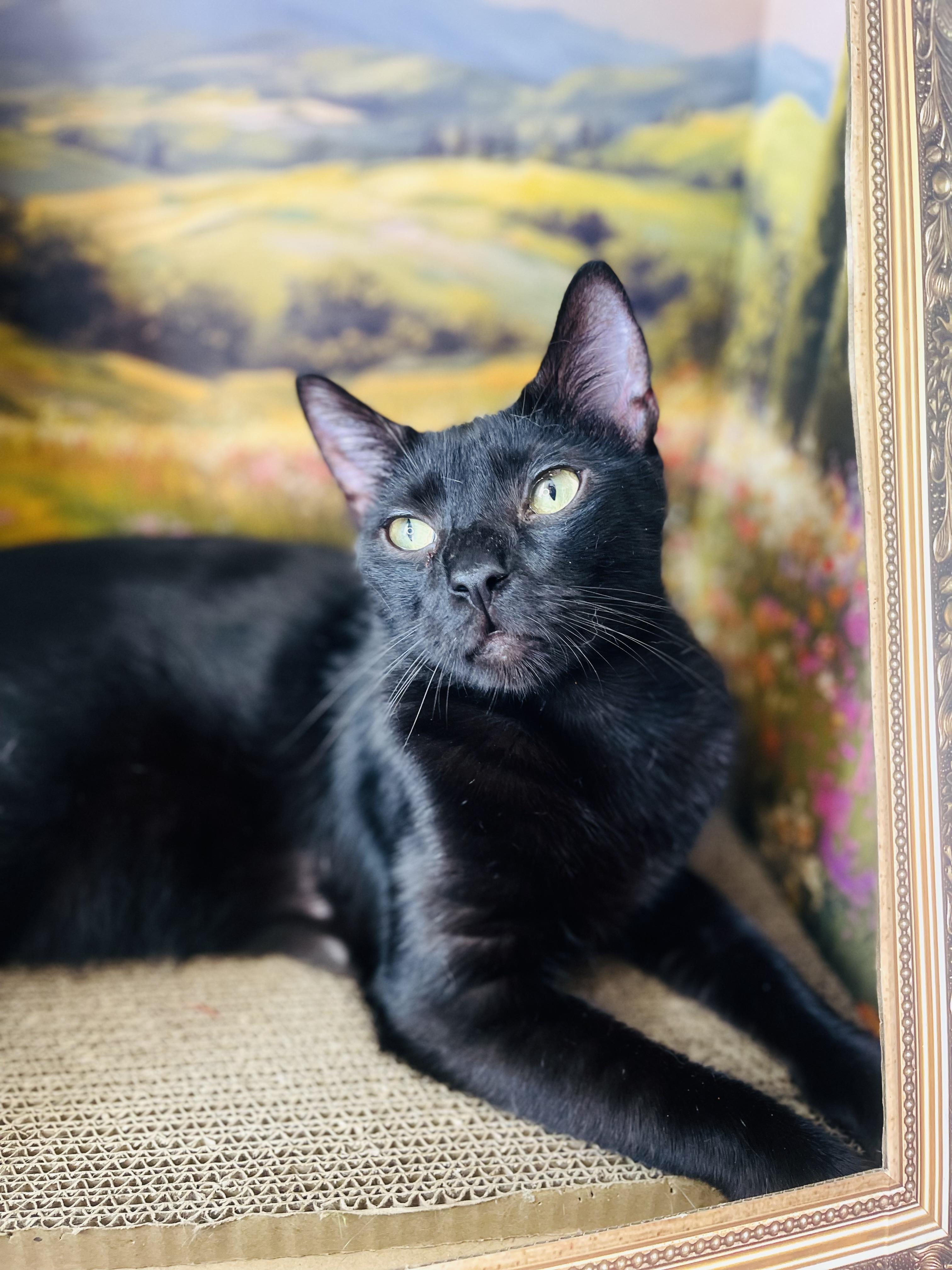 Bear, a Adoptable American Shorthair in Fort Pierce, FL image 3/4