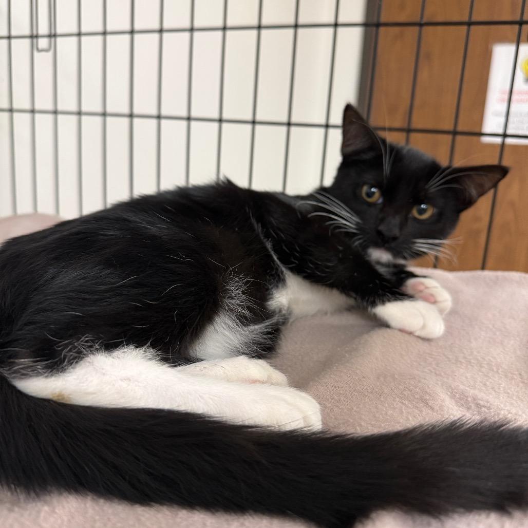 Tuxedo, Adoptable, Kitten Male Domestic Short Hair.