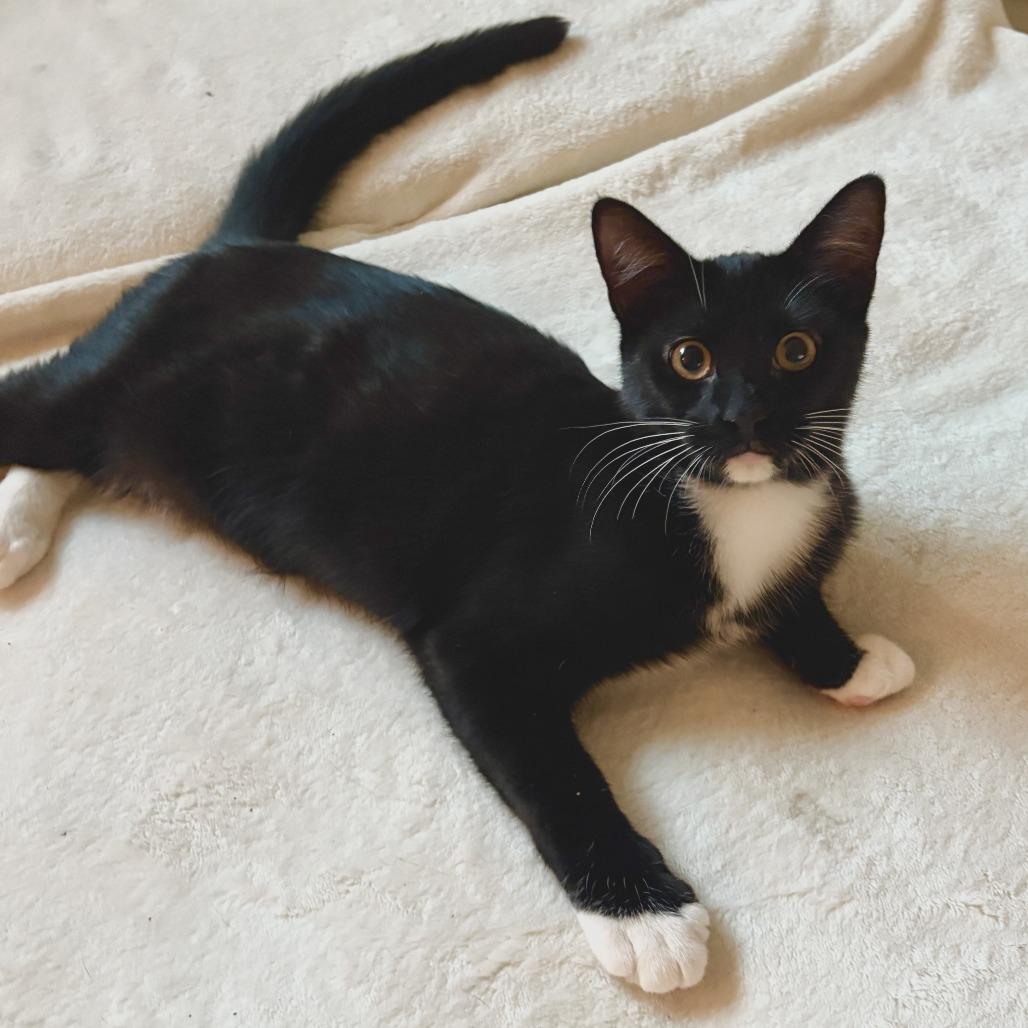 Tuxedo, a Adoptable Domestic Short Hair in Houston, TX image 2/5