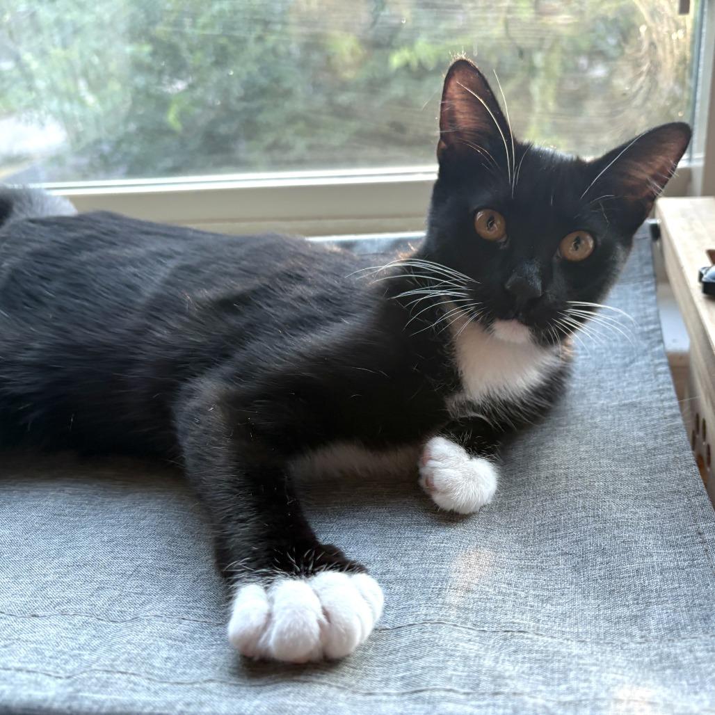 Tuxedo, a Adoptable Domestic Short Hair in Houston, TX image 3/5