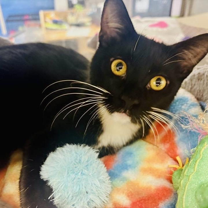 Tuxedo, a Adoptable Domestic Short Hair in Houston, TX image 4/5
