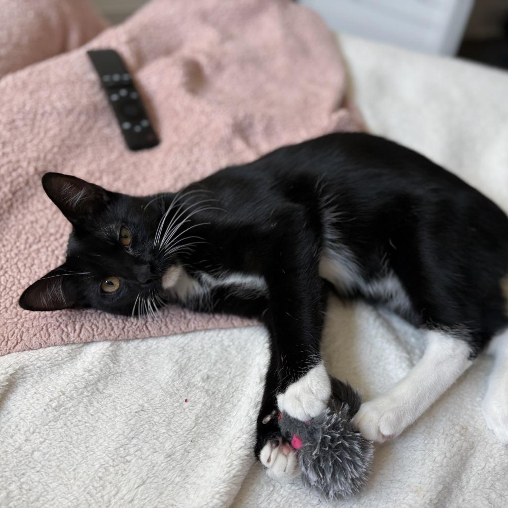 Tuxedo, a Adoptable Domestic Short Hair in Houston, TX image 5/5