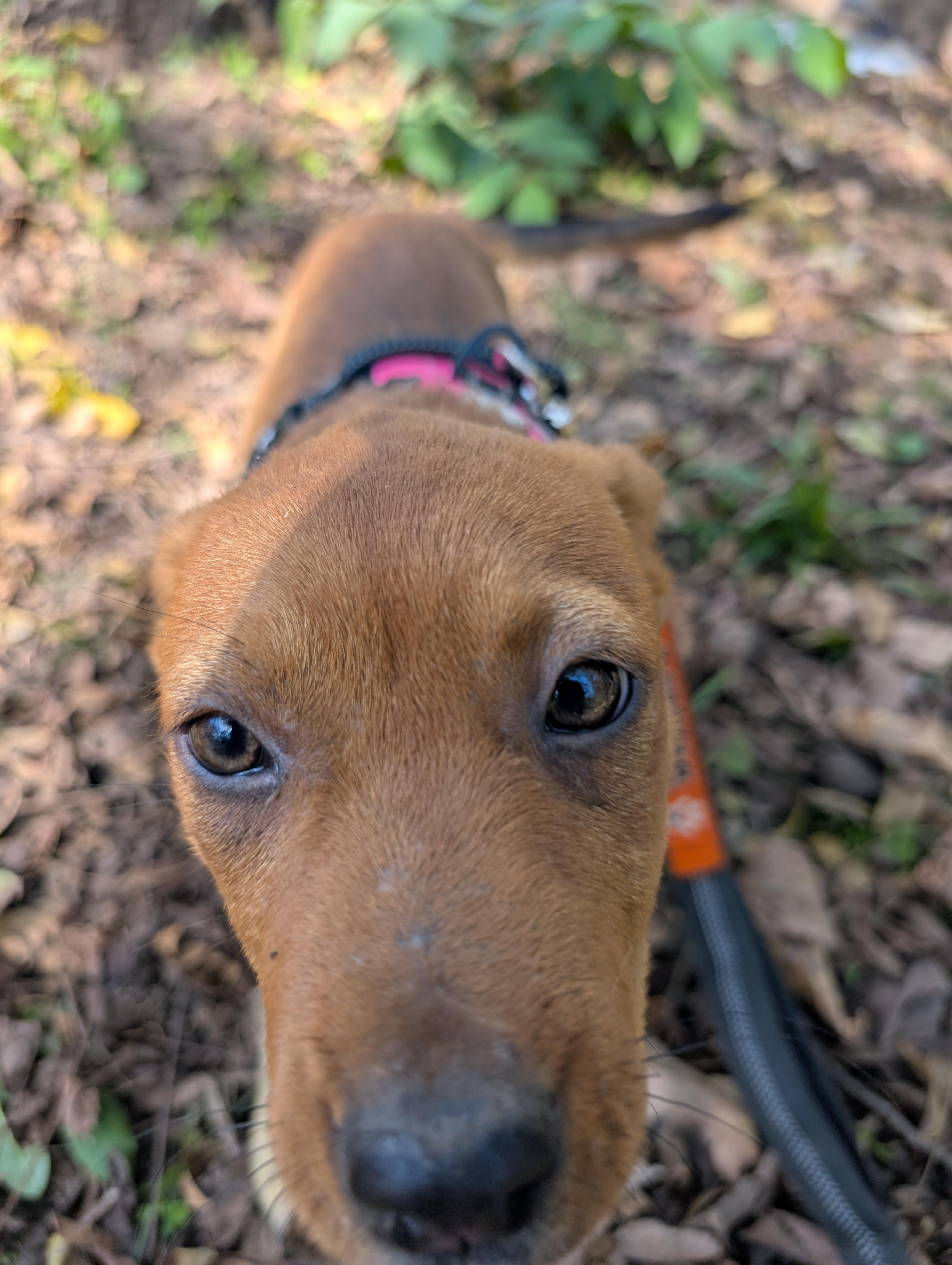 Enlarge Sandy, an adoptable mixed breed in Osceola, MO image 2/6