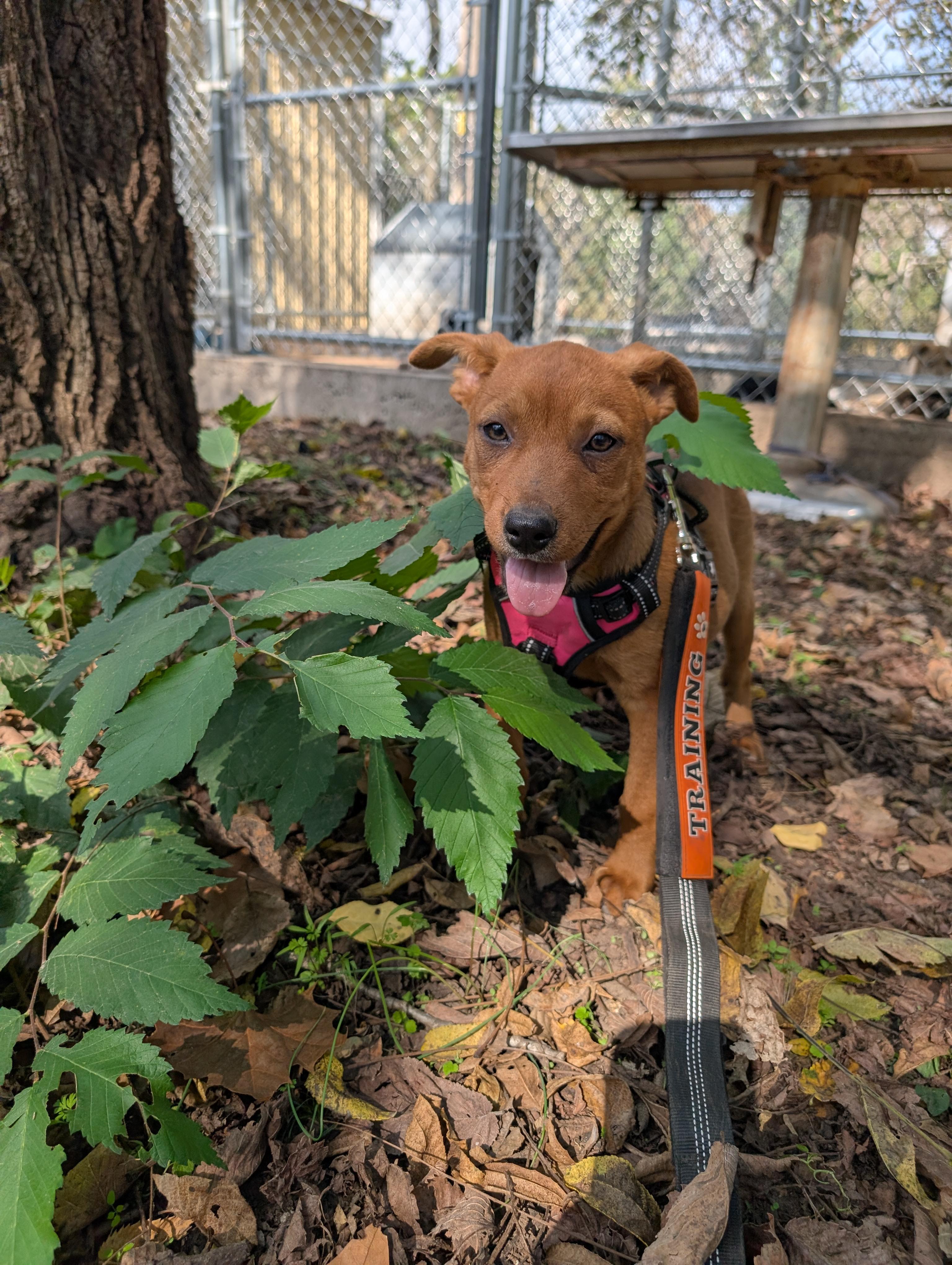 Enlarge Sandy, an adoptable mixed breed in Osceola, MO image 3/6