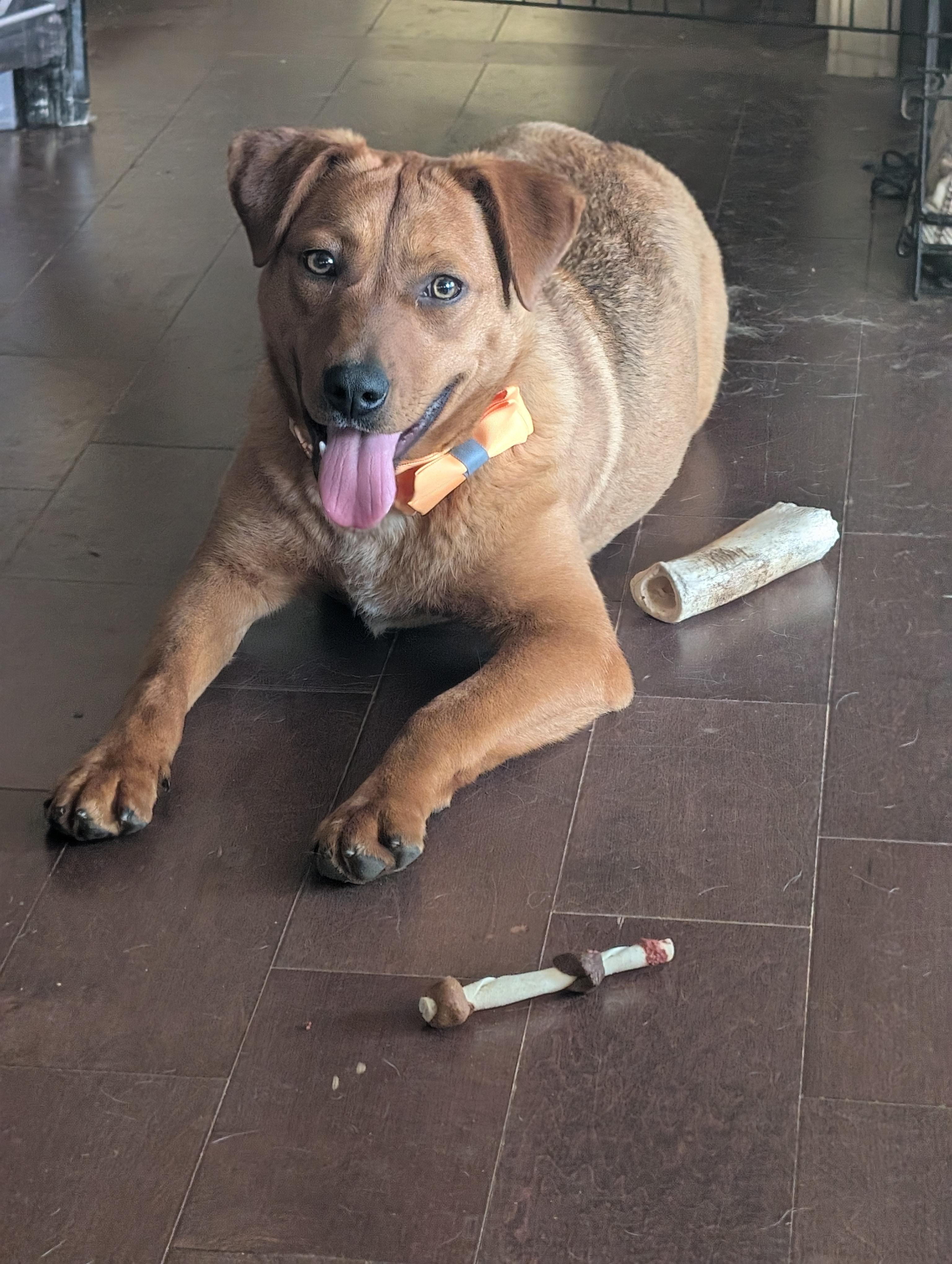 Sandy, adoptable, Puppy Female American Bully.