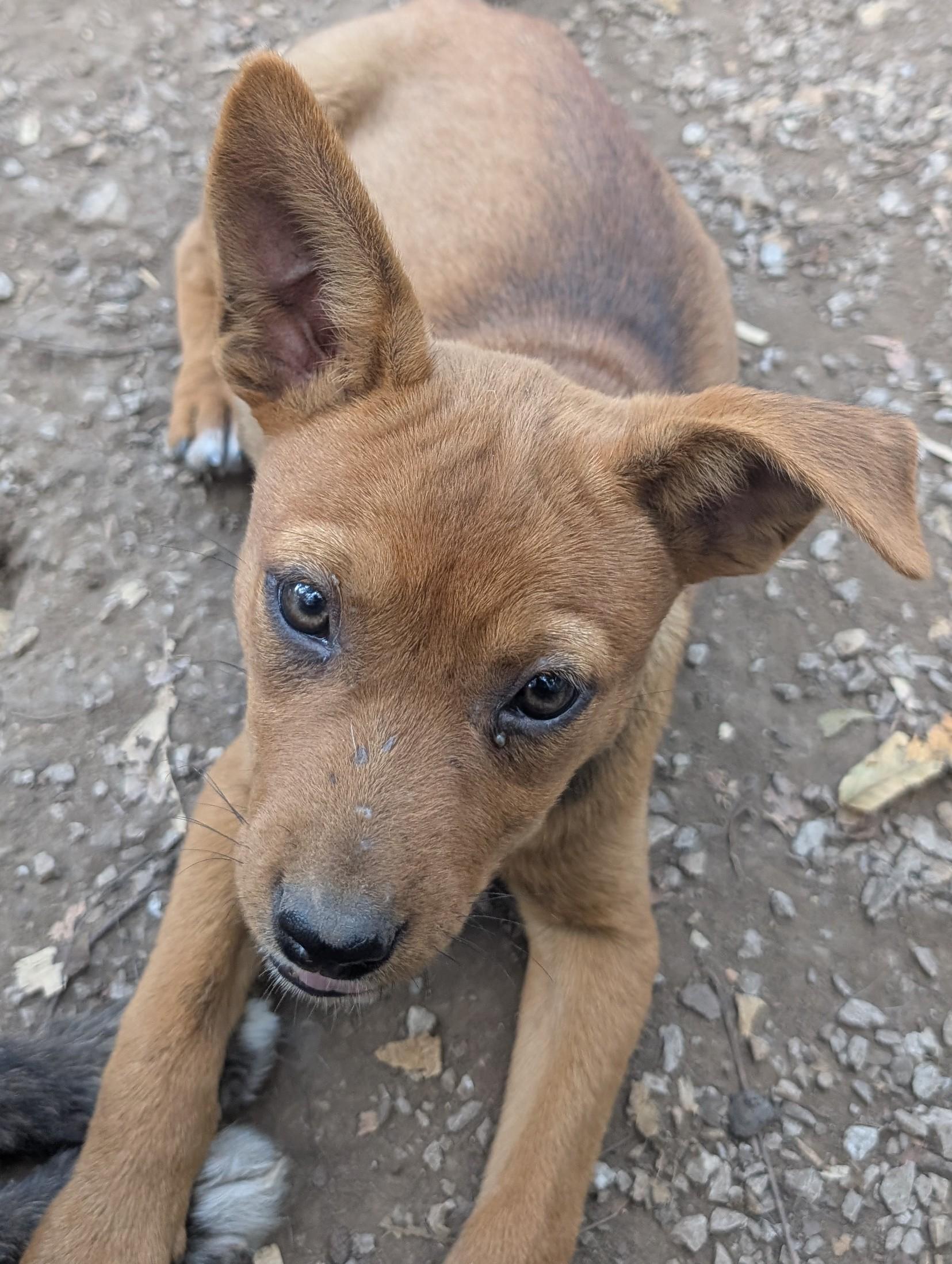 Enlarge Sandy, an adoptable mixed breed in Osceola, MO image 4/6