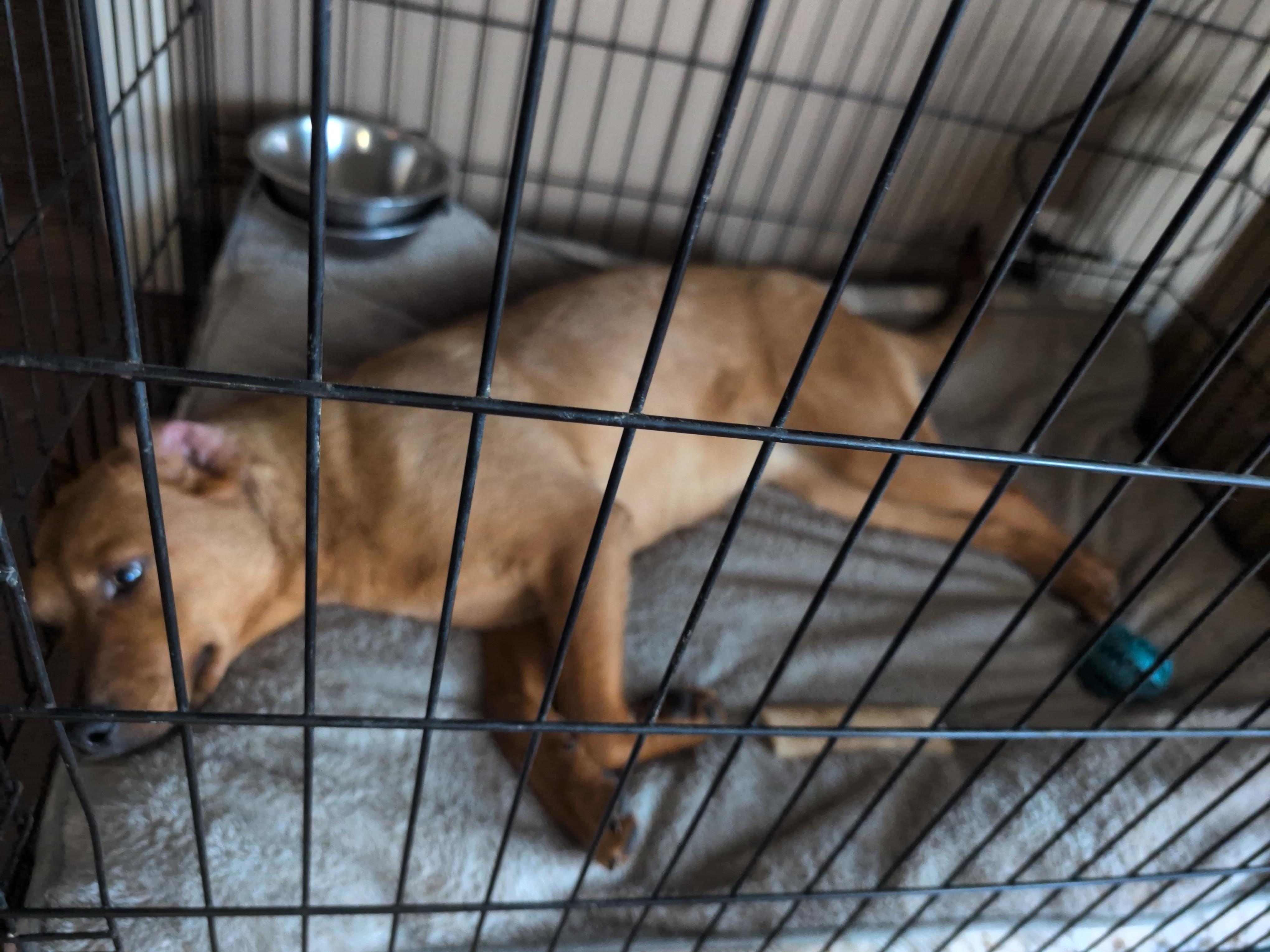 Enlarge Sandy, an adoptable mixed breed in Osceola, MO image 2/6