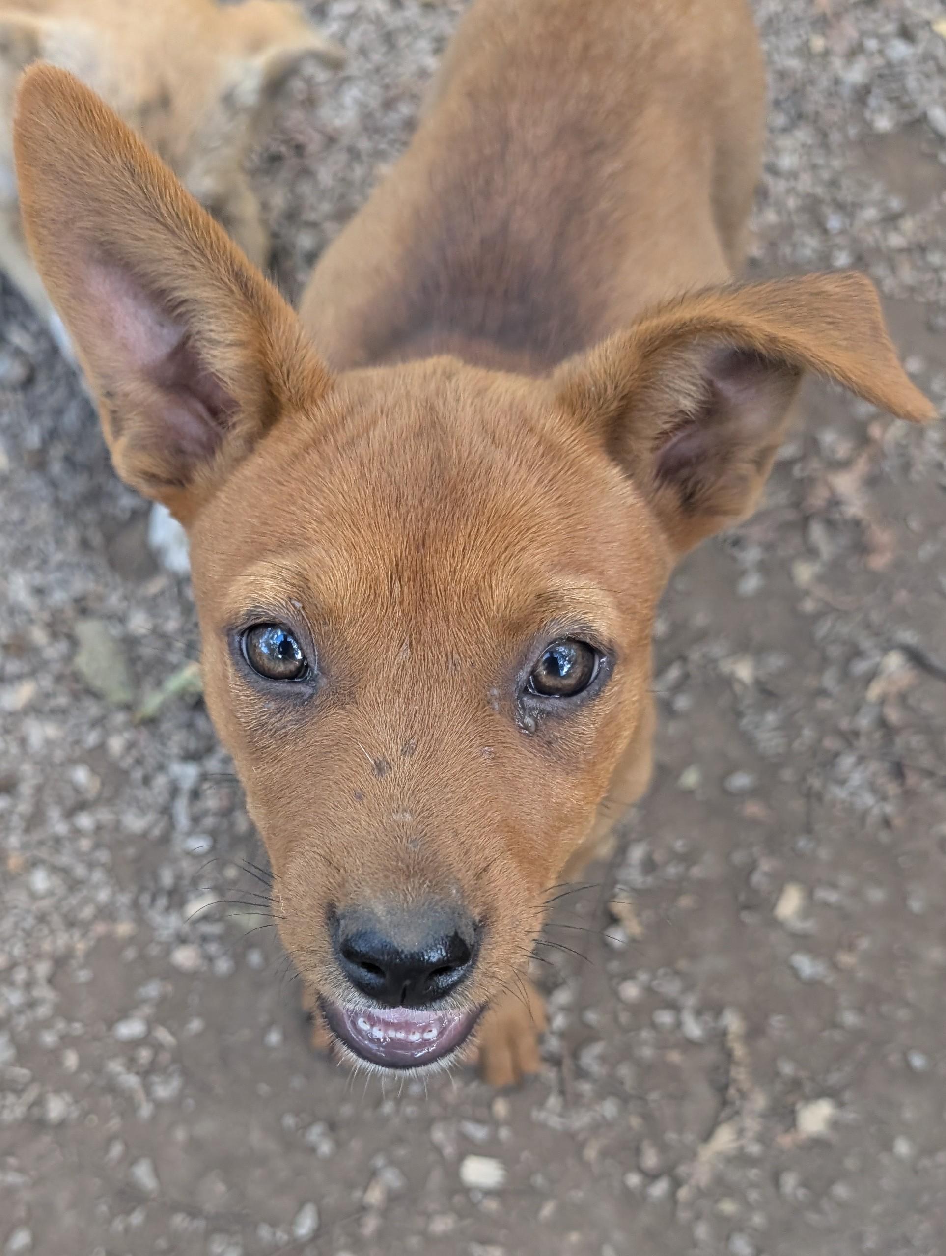Enlarge Sandy, an adoptable mixed breed in Osceola, MO image 6/6