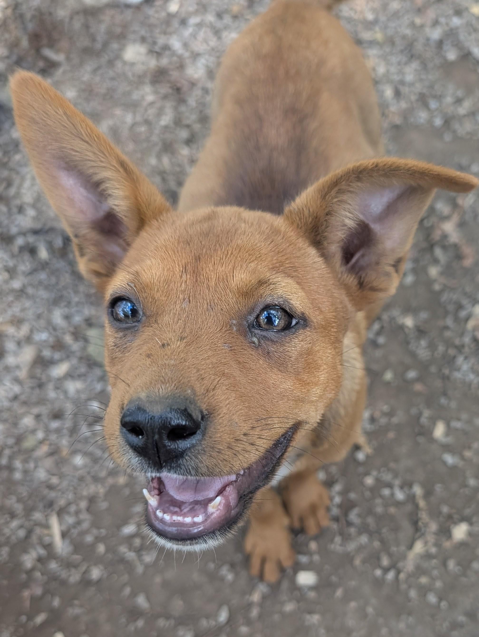 Enlarge Sandy, an adoptable mixed breed in Osceola, MO image 1/6