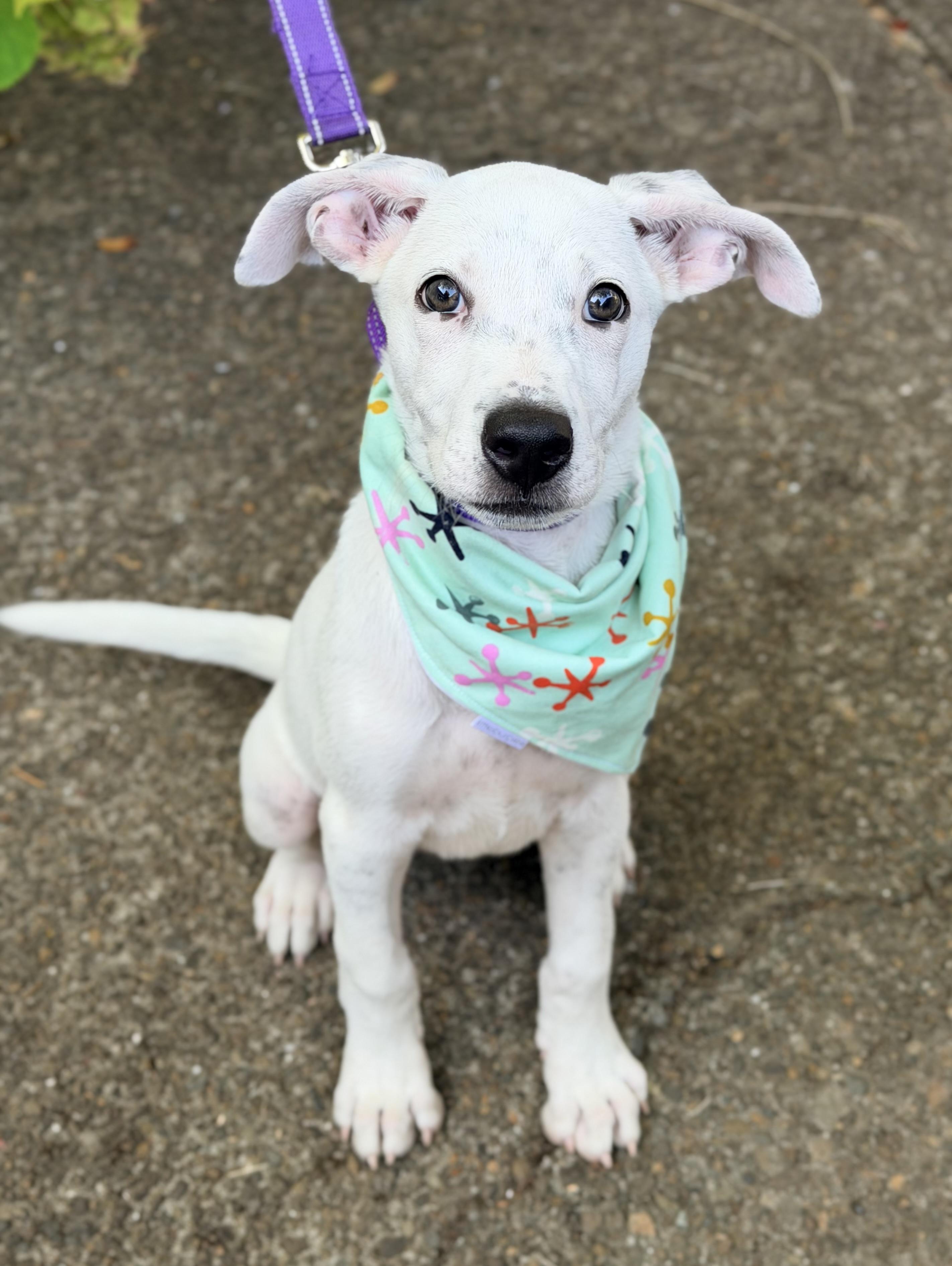 Moon, an adopted mixed breed in Beavercreek, OR image 2/6