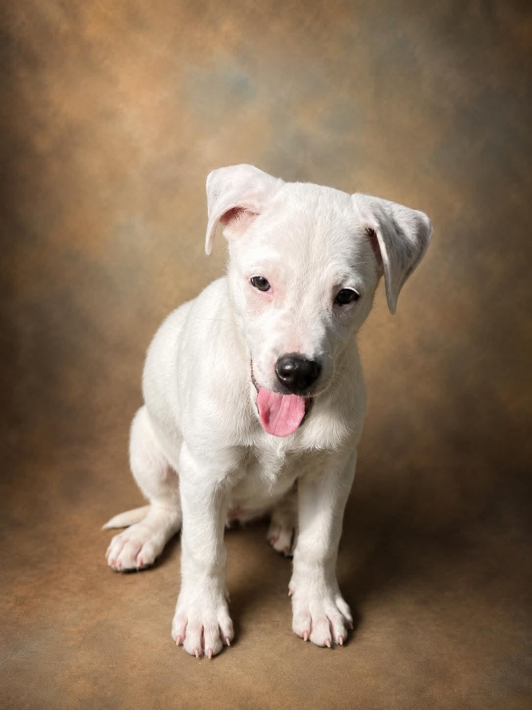 Moon, an adopted mixed breed in Beavercreek, OR image 1/6