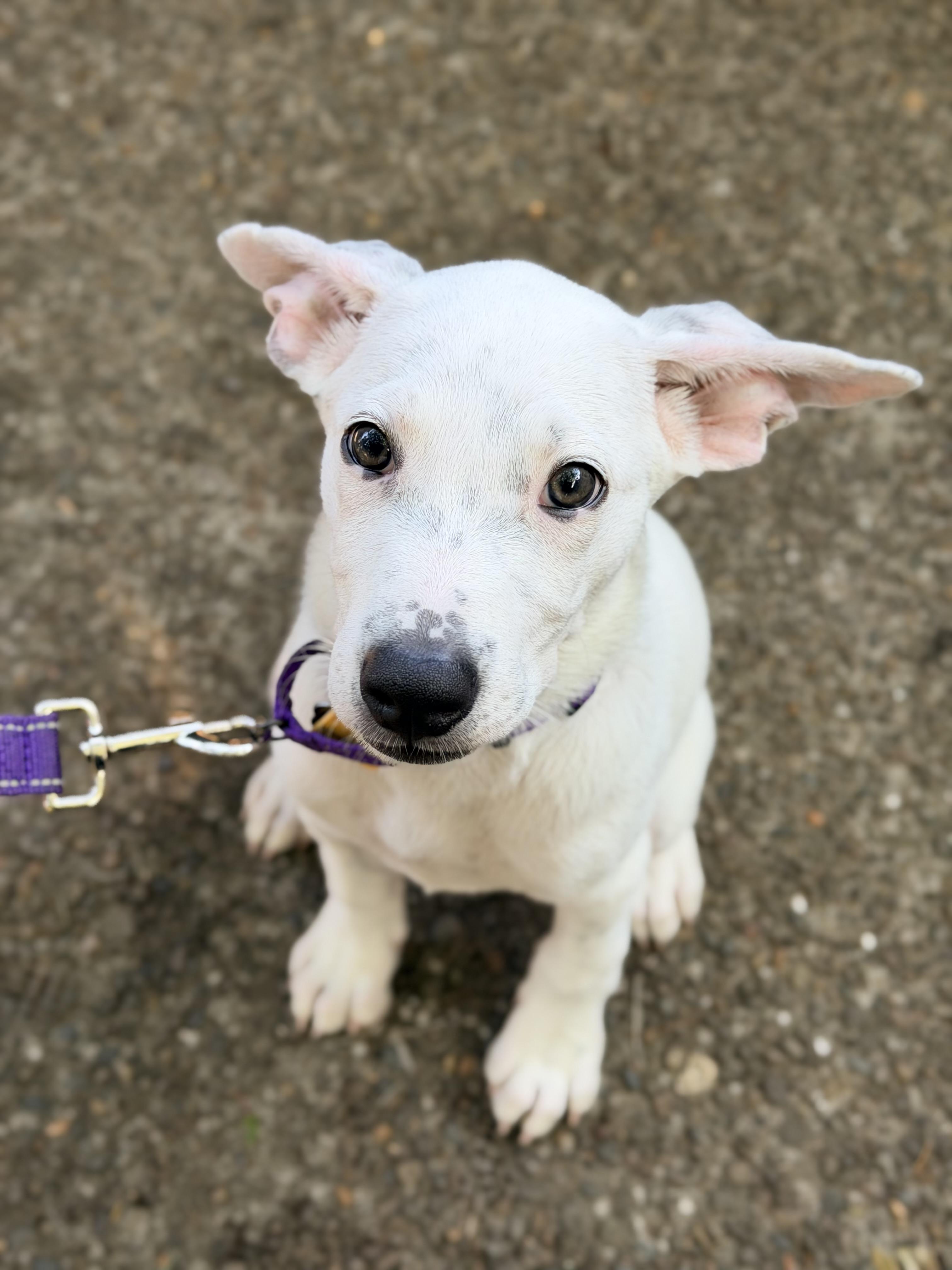 Moon, an adopted mixed breed in Beavercreek, OR image 6/6