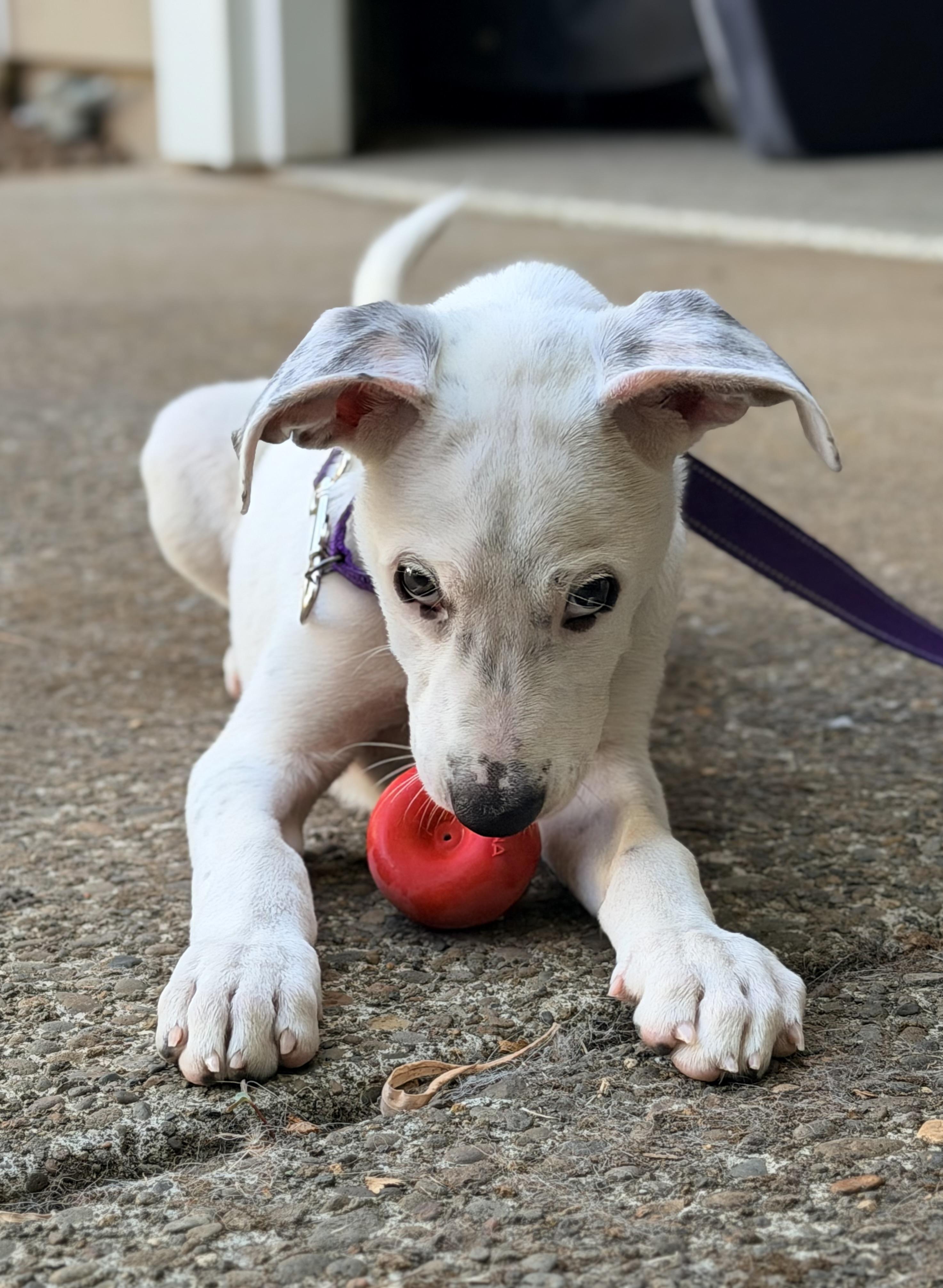 Moon, an adopted mixed breed in Beavercreek, OR image 4/6