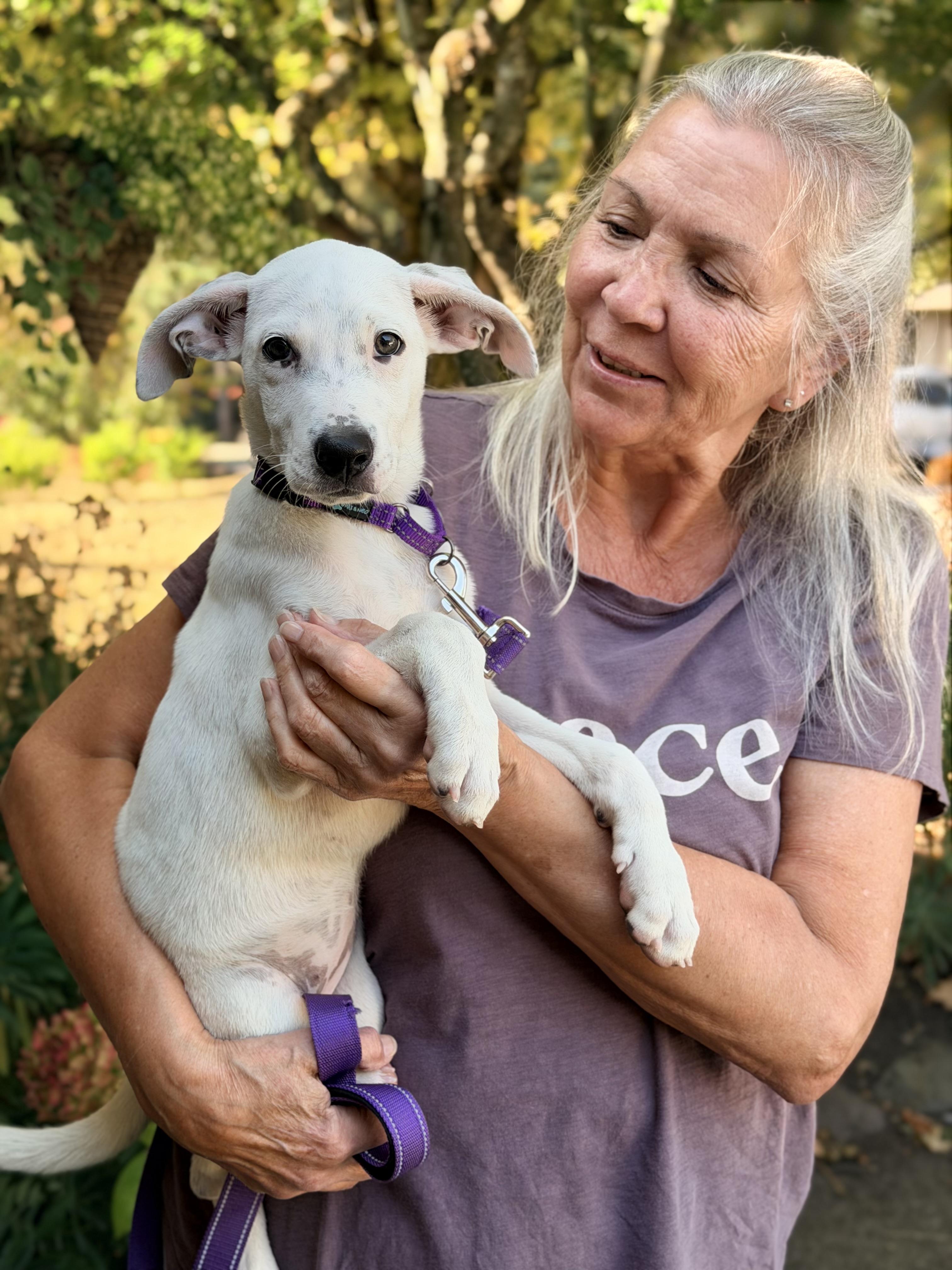 Moon, an adopted mixed breed in Beavercreek, OR image 3/6