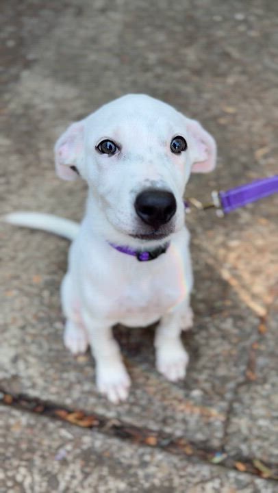 Enlarge Moon, an adopted mixed breed in Beavercreek, OR video 5/6