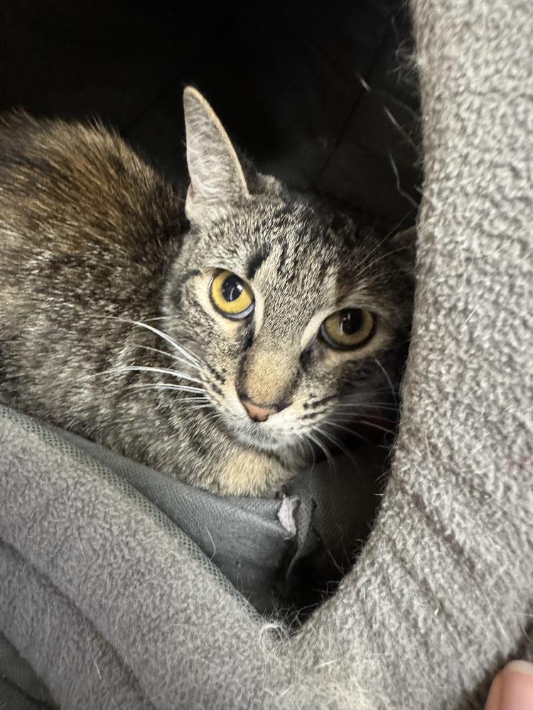 Thumbelina, Adoptable, Kitten Female Domestic Short Hair.