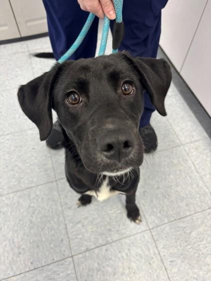 Enlarge Indica, a ADOPTABLE Mixed Breed in Ithaca, NY image 3/3