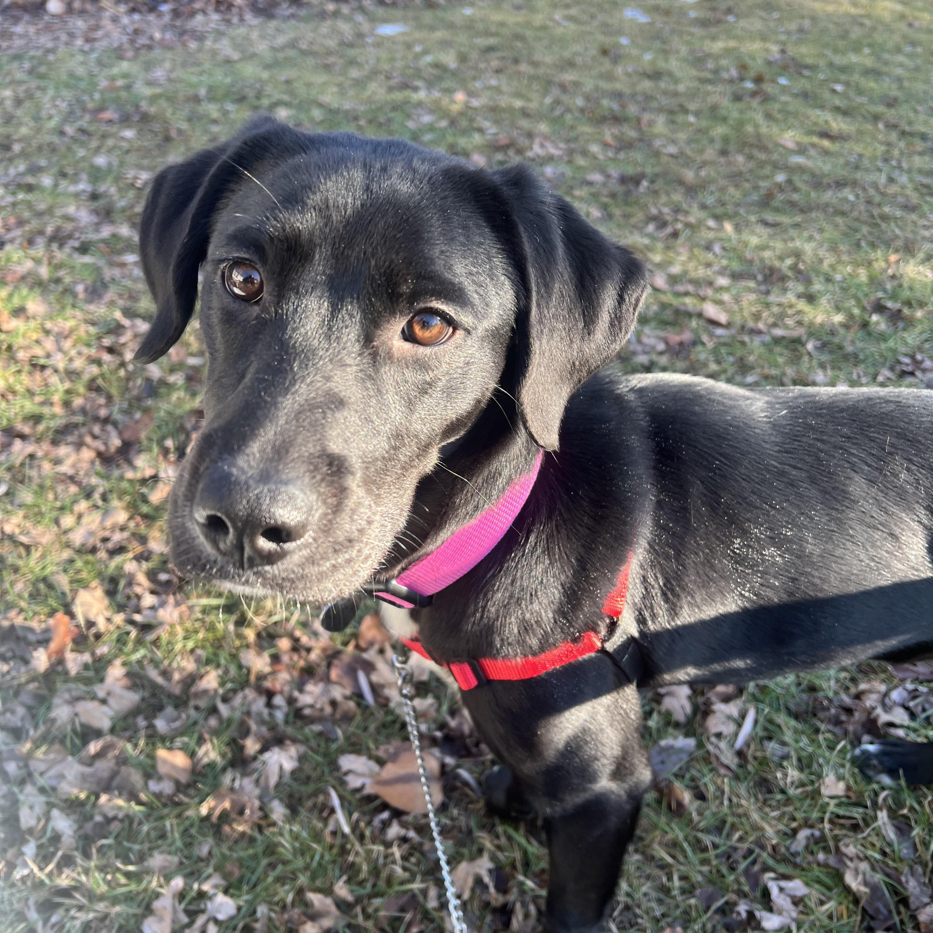 Enlarge Indica, a ADOPTABLE Mixed Breed in Ithaca, NY image 2/3