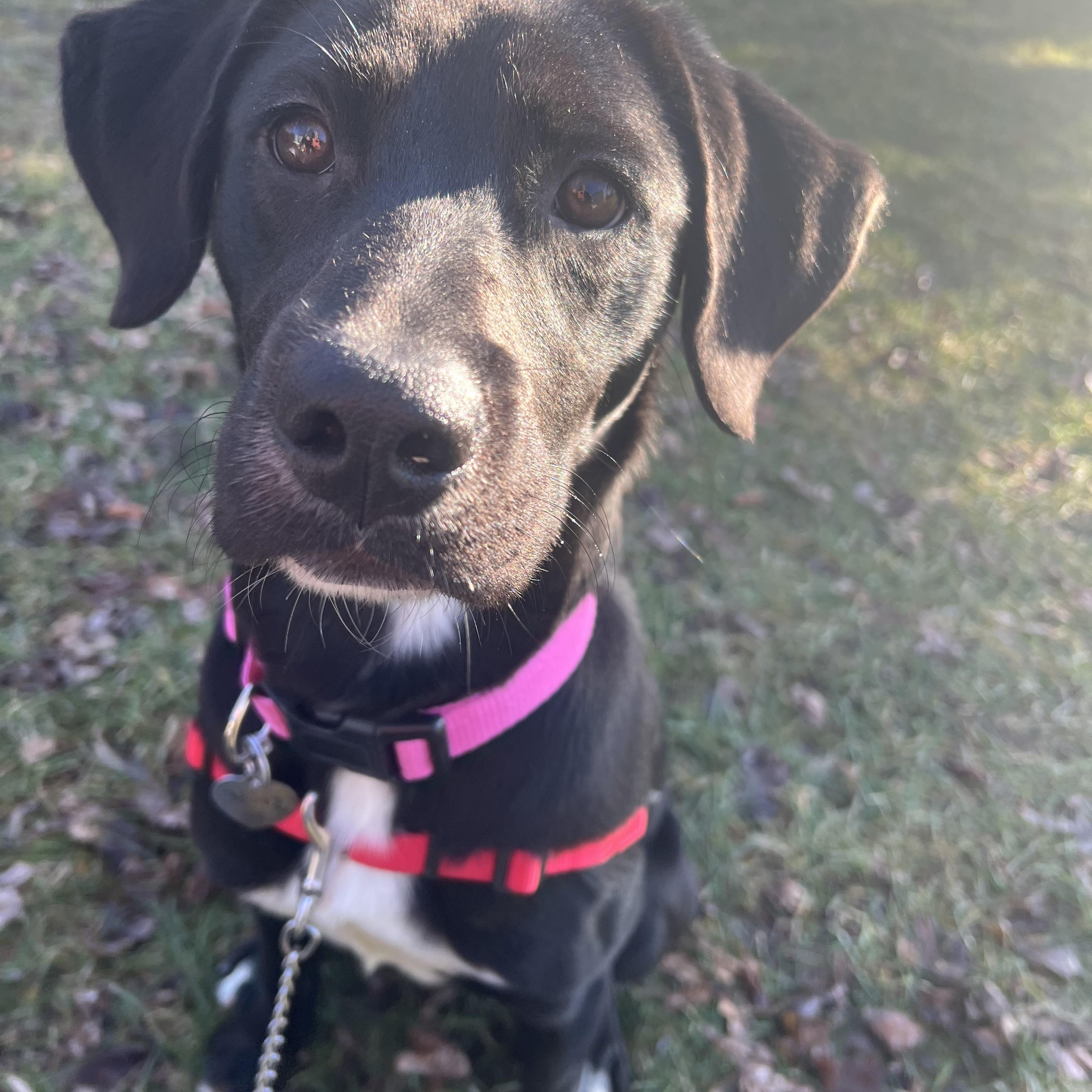 Indica, ADOPTABLE, Young Female Mixed Breed.