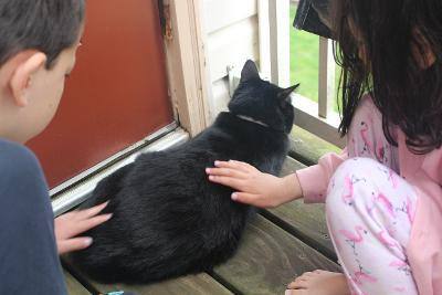 Tankichi R - BEAUTIFUL CHILD-FRIENDLY TUXEDO!, Adoptable, Adult Female Domestic Short Hair.