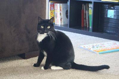 Enlarge Tankichi R - BEAUTIFUL CHILD-FRIENDLY TUXEDO!, a Adoptable Domestic Short Hair in Stowe, PA image 2/3