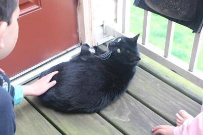 Enlarge Tankichi R - BEAUTIFUL CHILD-FRIENDLY TUXEDO!, a Adoptable Domestic Short Hair in Stowe, PA image 3/3