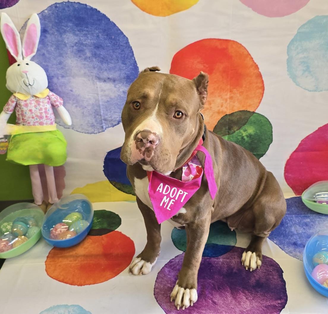 Enlarge Pebbles, a ADOPTABLE mixed breed in Corona Del Mar, CA image 5/6