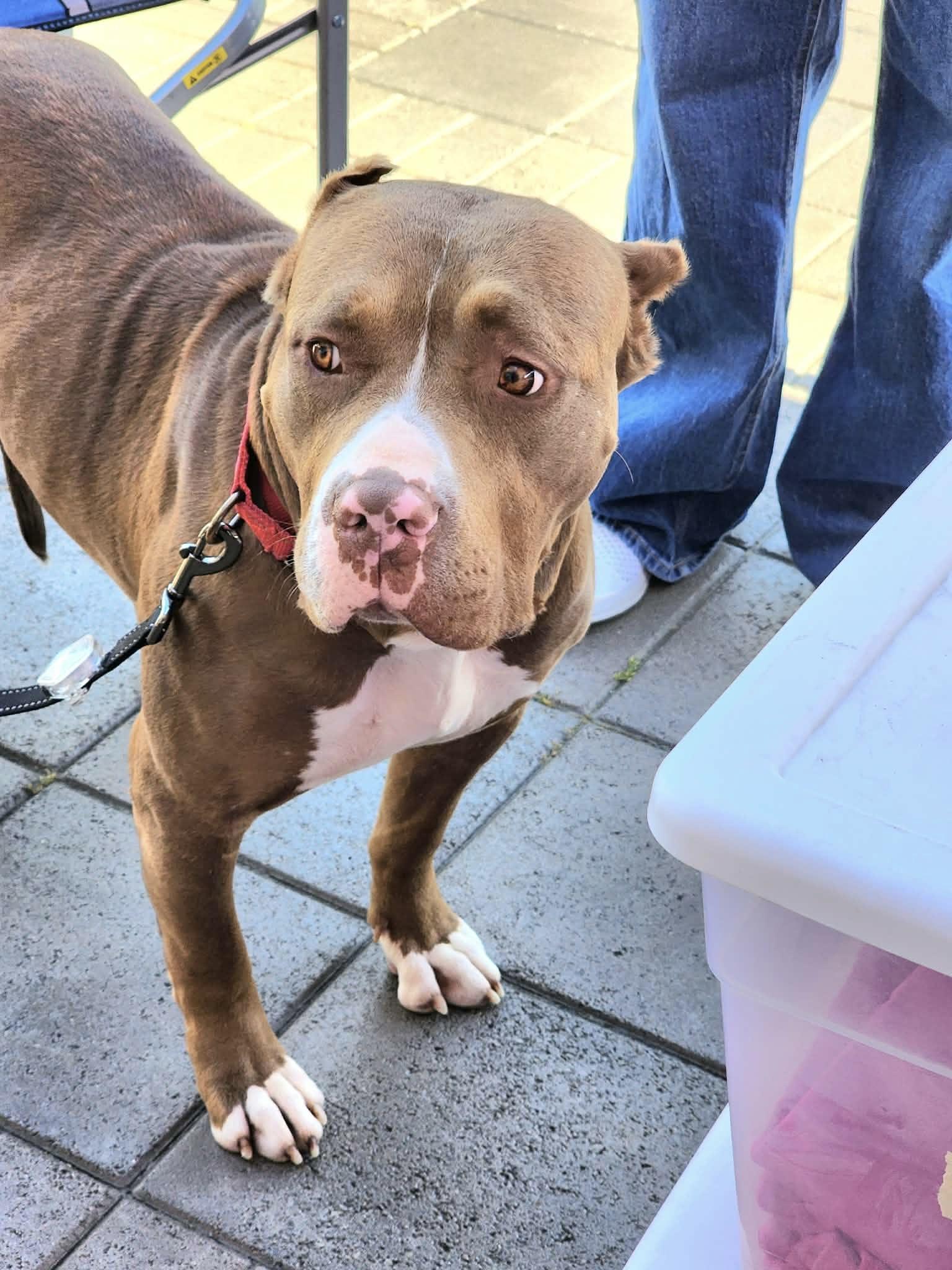 Enlarge Pebbles, a ADOPTABLE mixed breed in Corona Del Mar, CA image 4/6