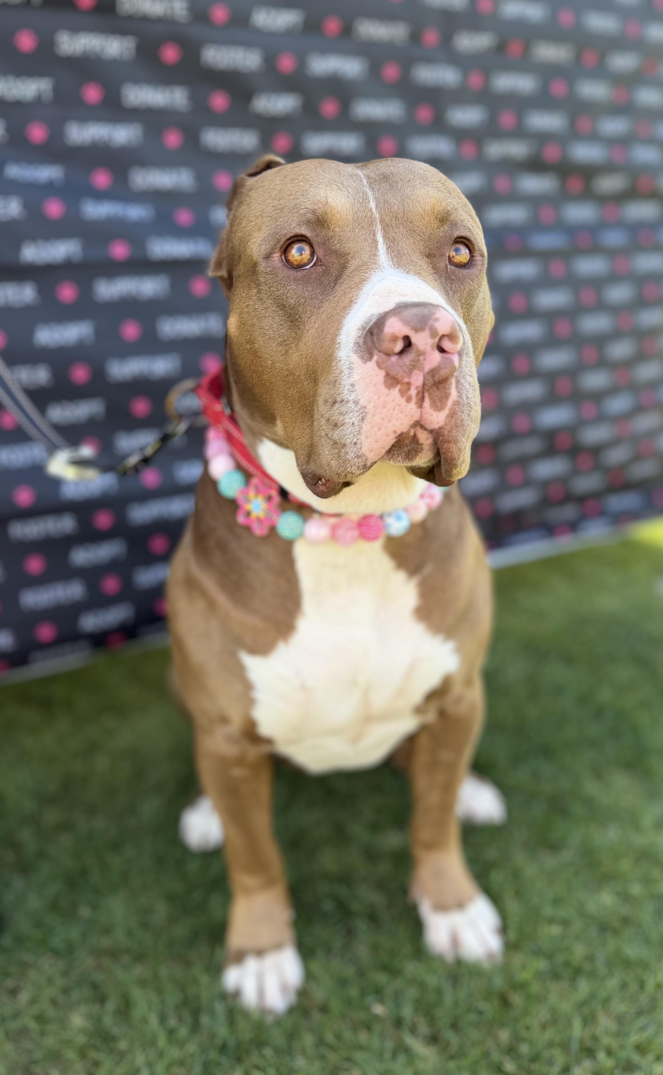 Enlarge Pebbles, a ADOPTABLE mixed breed in Corona Del Mar, CA image 2/6