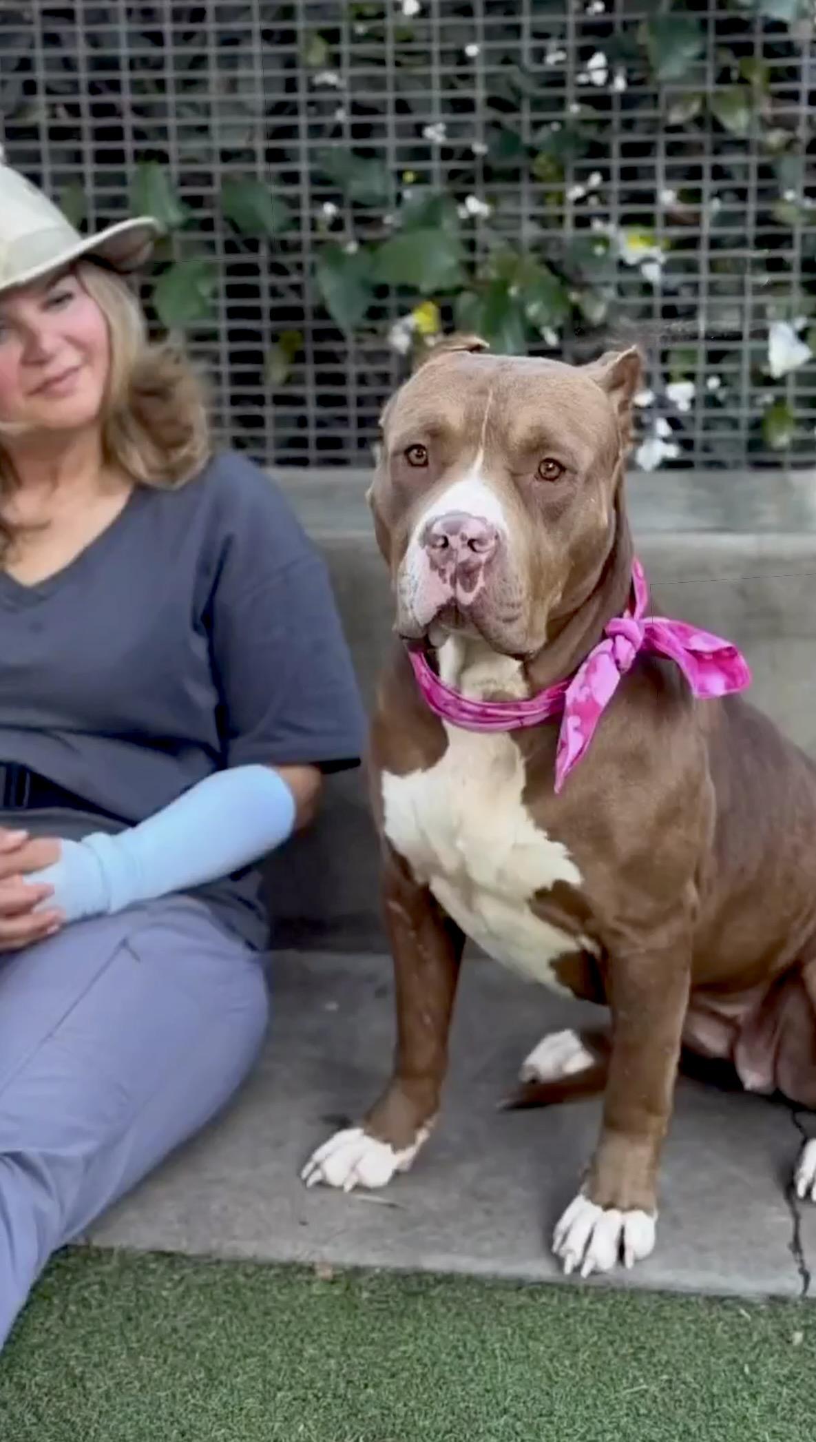 Pebbles, a ADOPTABLE mixed breed in Corona Del Mar, CA image 3/4