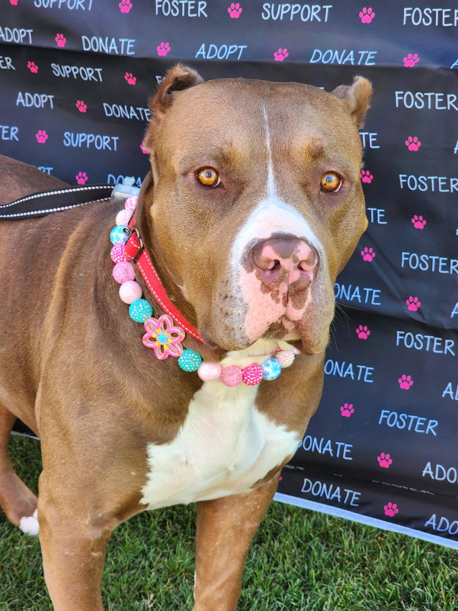 Pebbles, ADOPTABLE, Adult Female American Staffordshire Terrier & Staffordshire Bull Terrier.