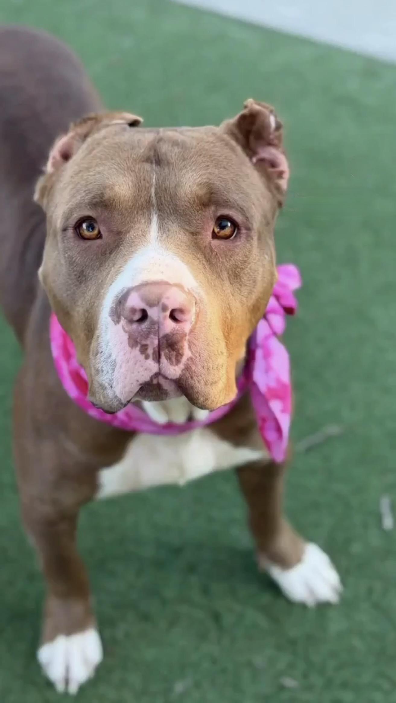 Pebbles, a ADOPTABLE mixed breed in Corona Del Mar, CA image 2/4