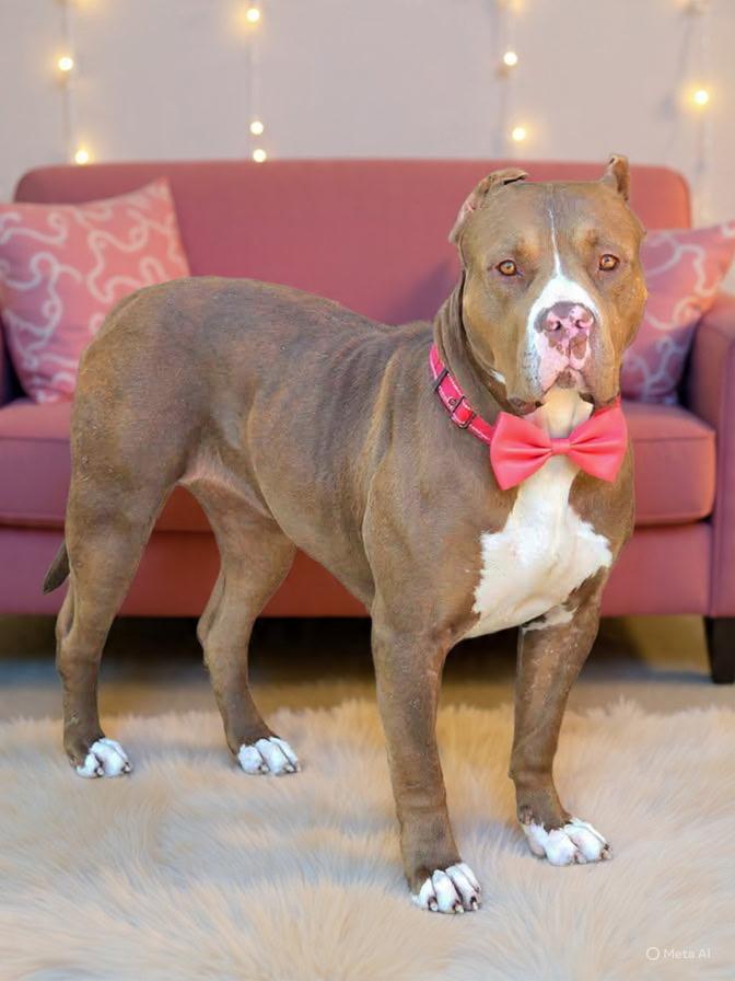 Pebbles, a ADOPTABLE mixed breed in Corona Del Mar, CA image 4/4