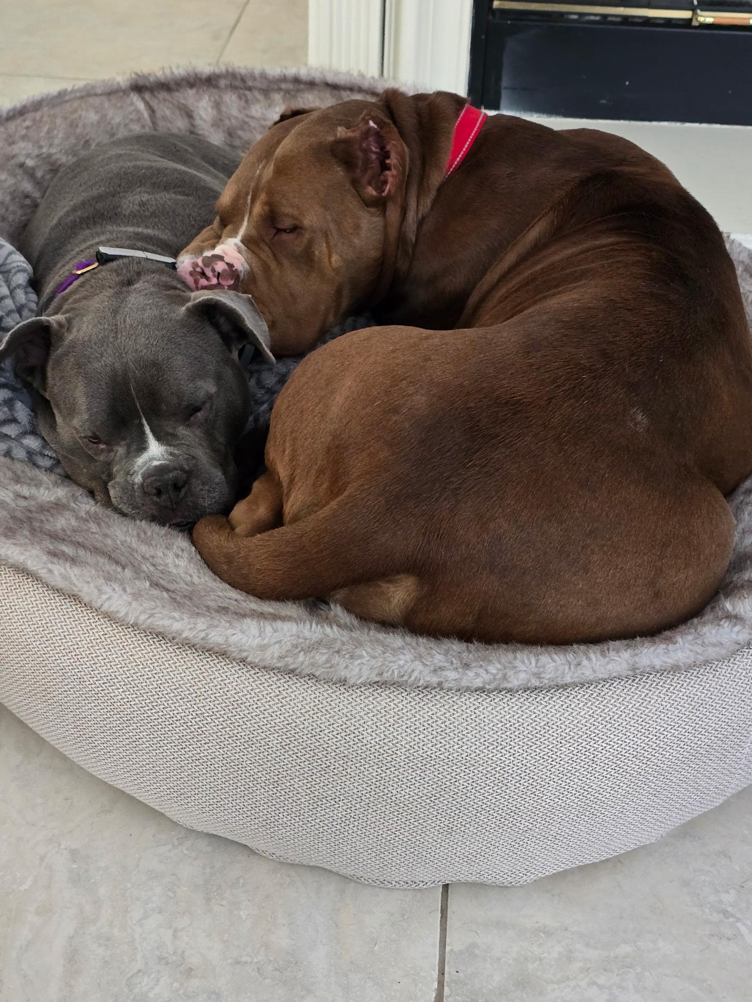 Enlarge Pebbles, a ADOPTABLE mixed breed in Corona Del Mar, CA image 6/6