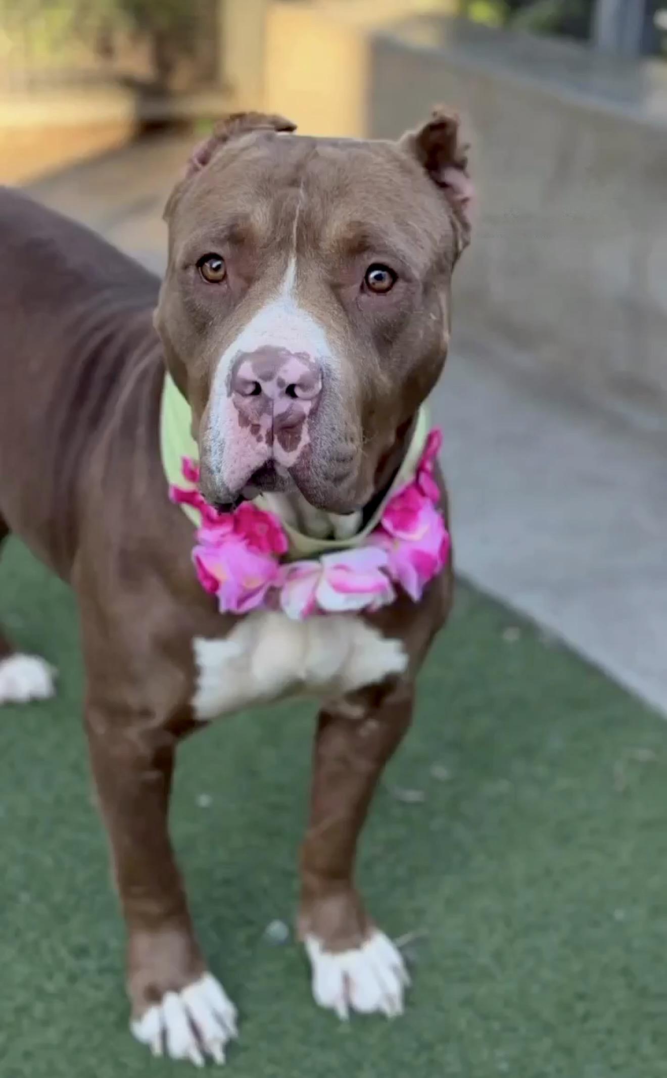 Pebbles, a ADOPTABLE mixed breed in Corona Del Mar, CA image 1/4